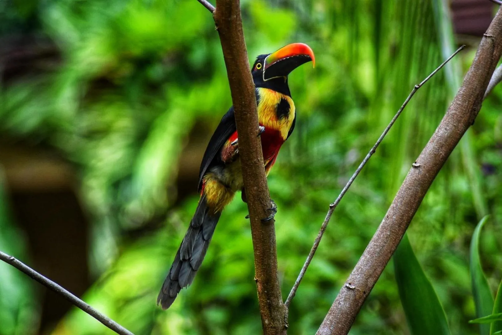 Bird's eye view in The Falls at Manuel Antonio