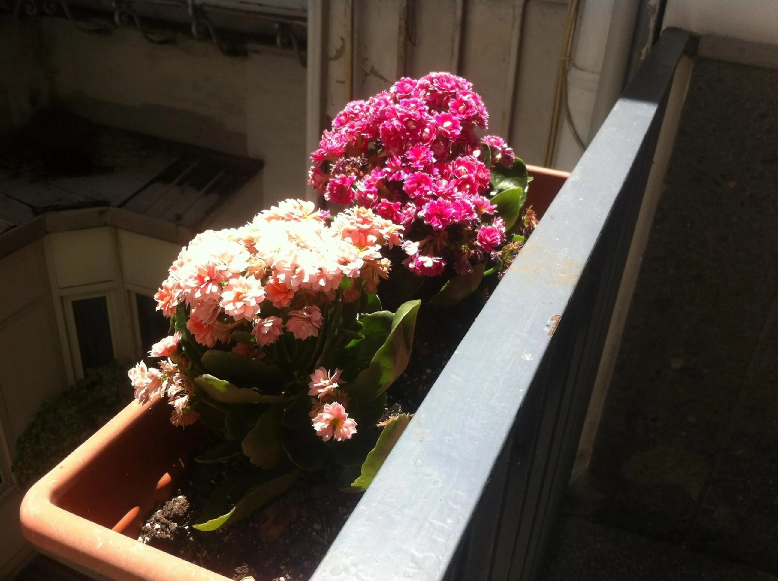 Decorative detail in Santa Lucia 50