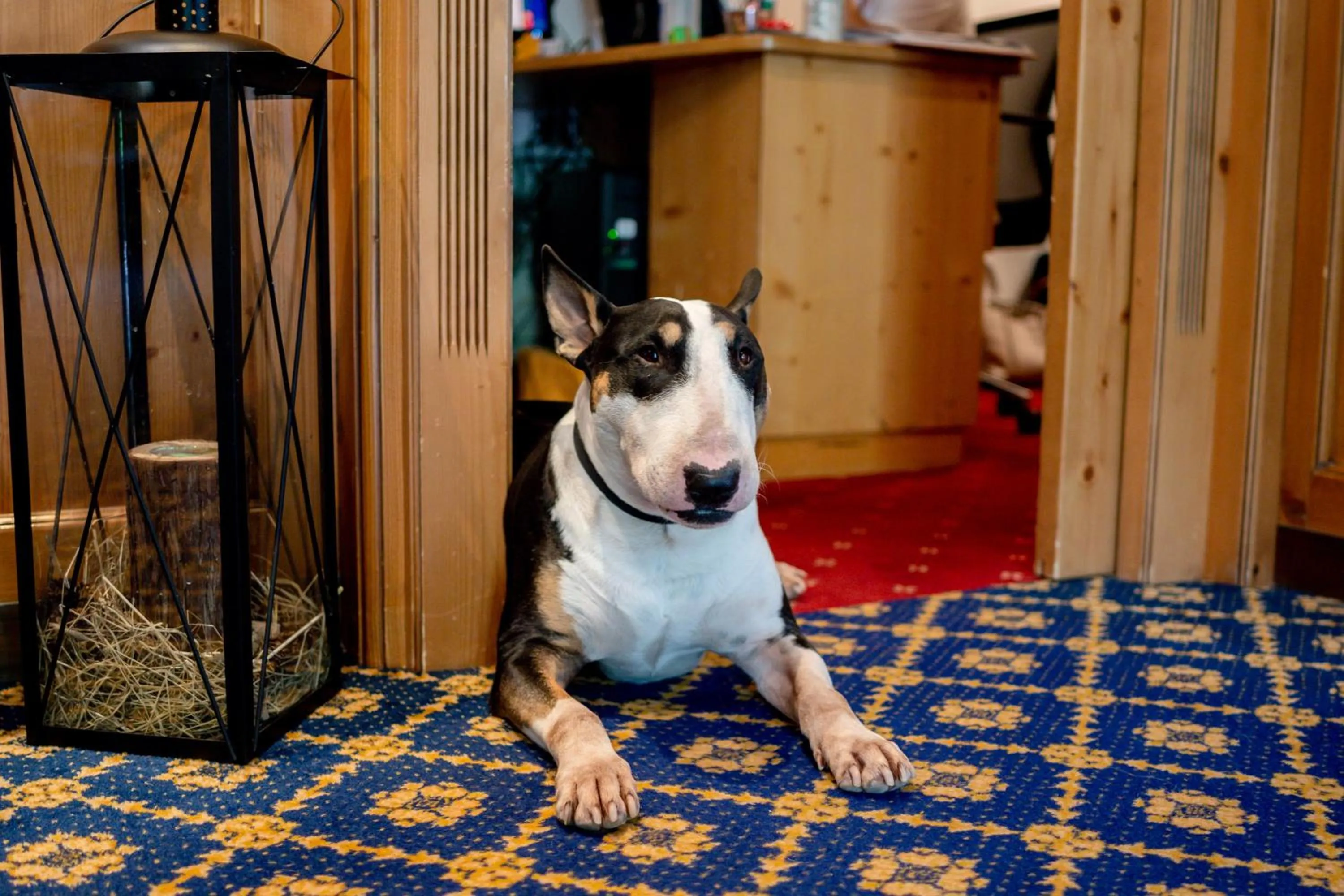 Animals in Hotel Fanes Suite & Spa