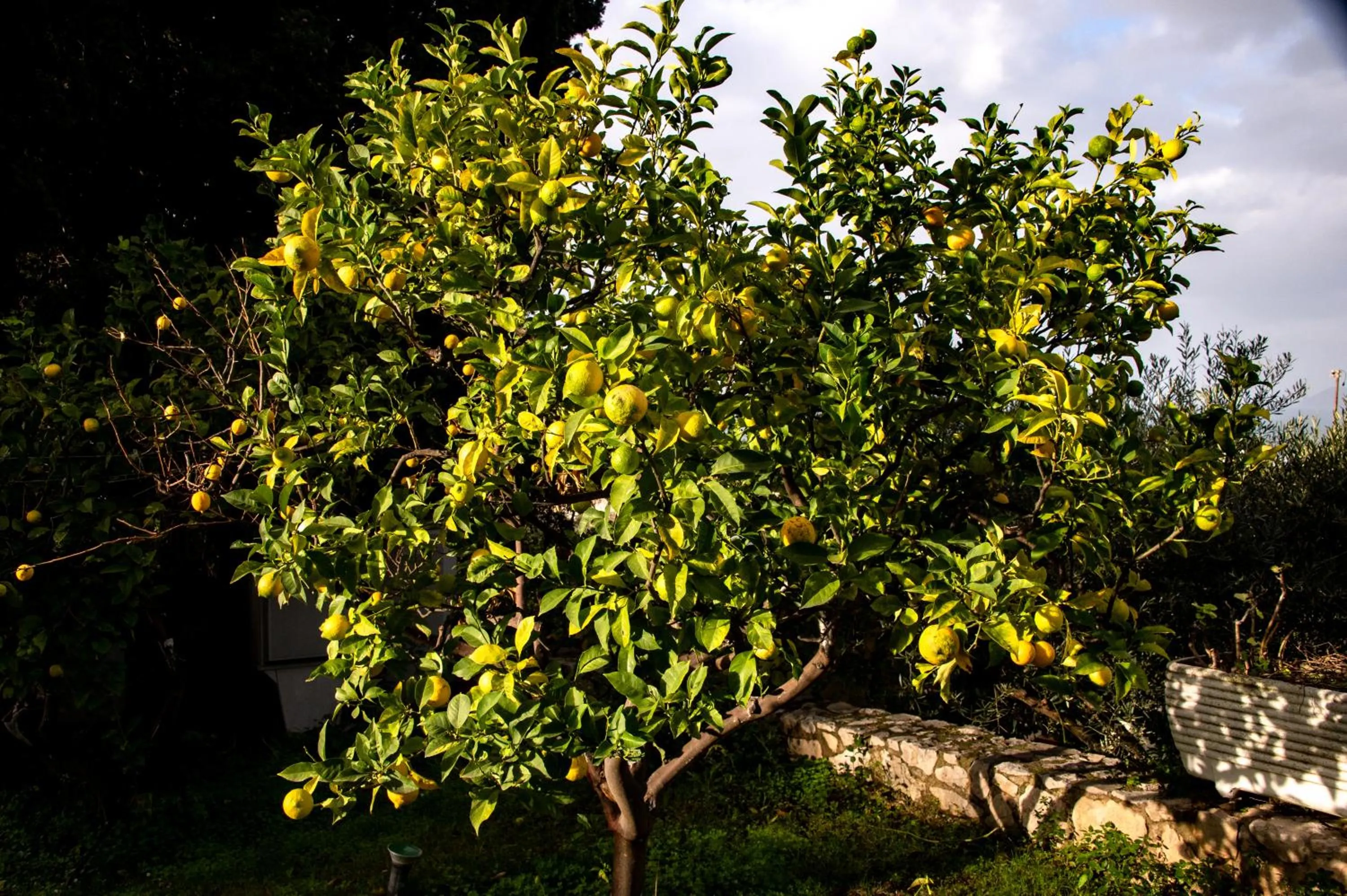 Spring in Hotel Belvedere
