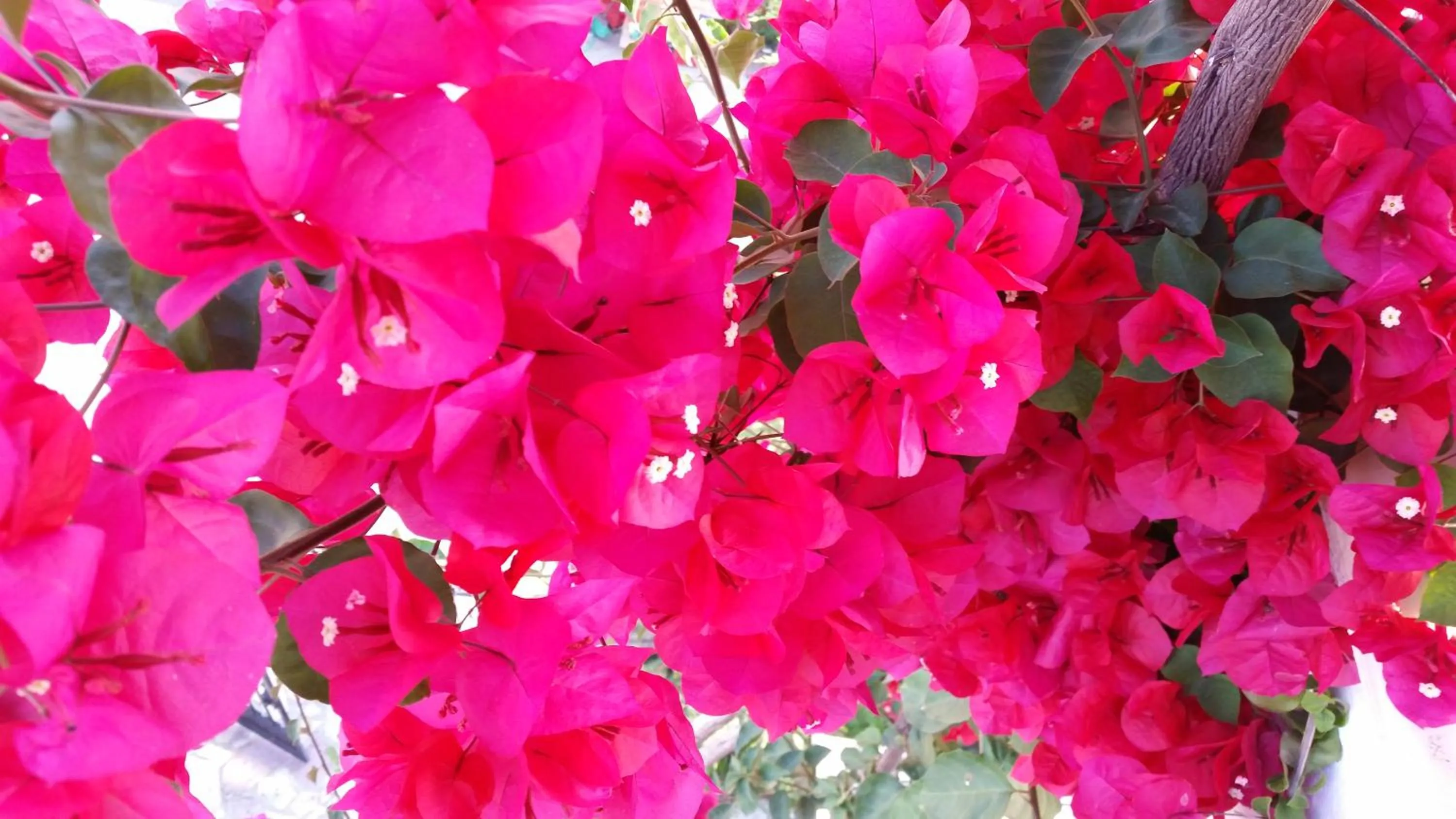 Spring in Athina résidence