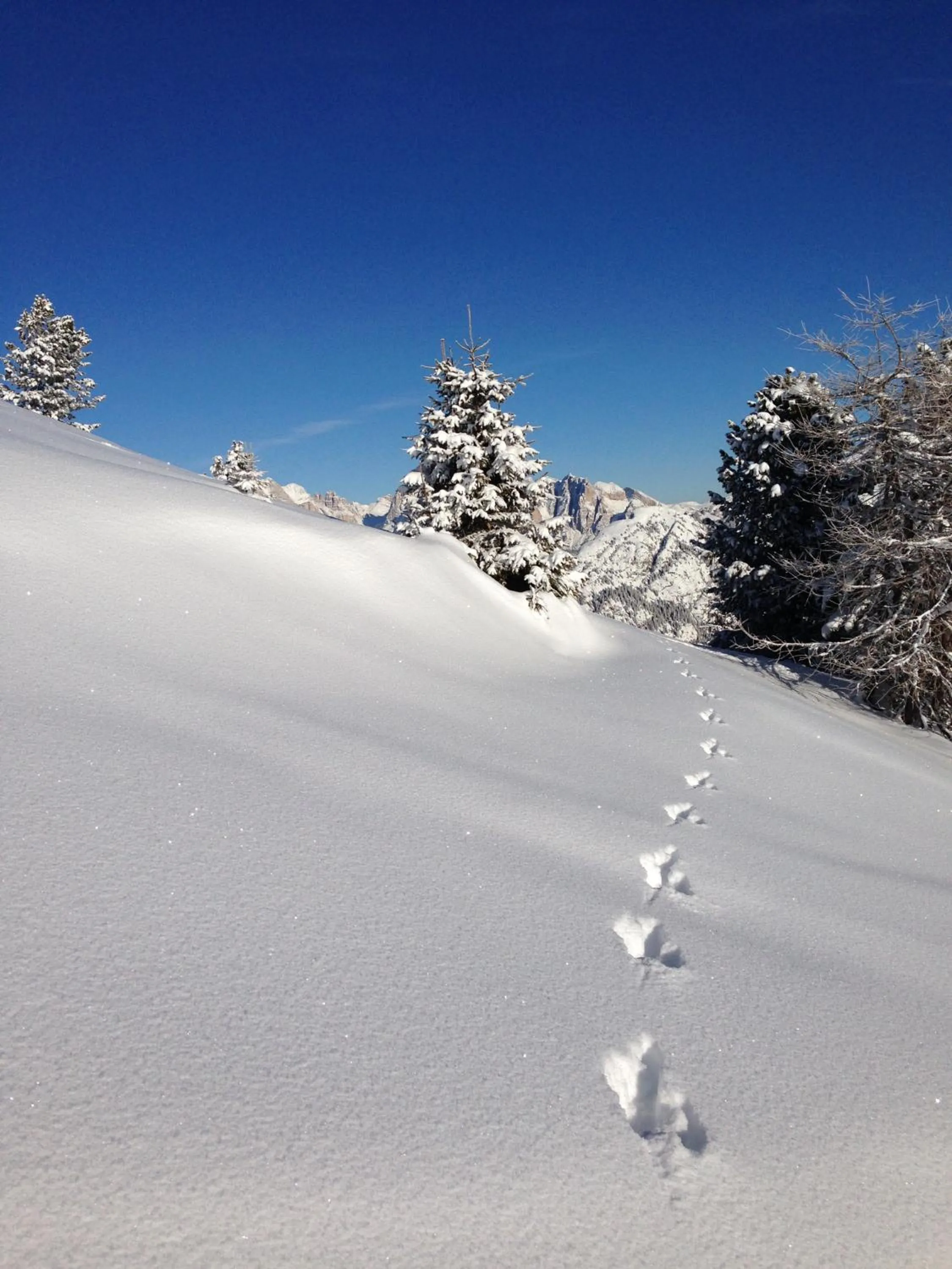 Natural landscape in Cimon Dolomites Hotel