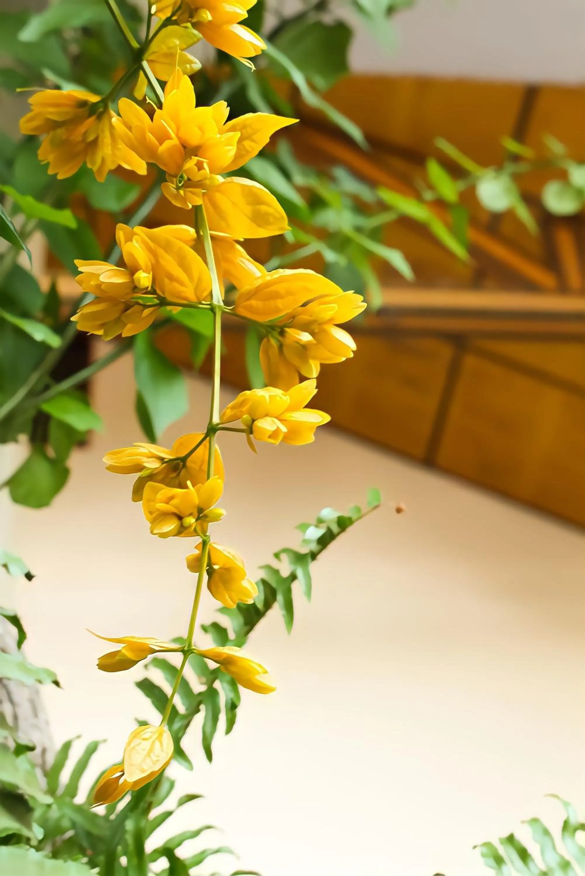 Garden in Patong Palace Hotel - SHA Extra Plus