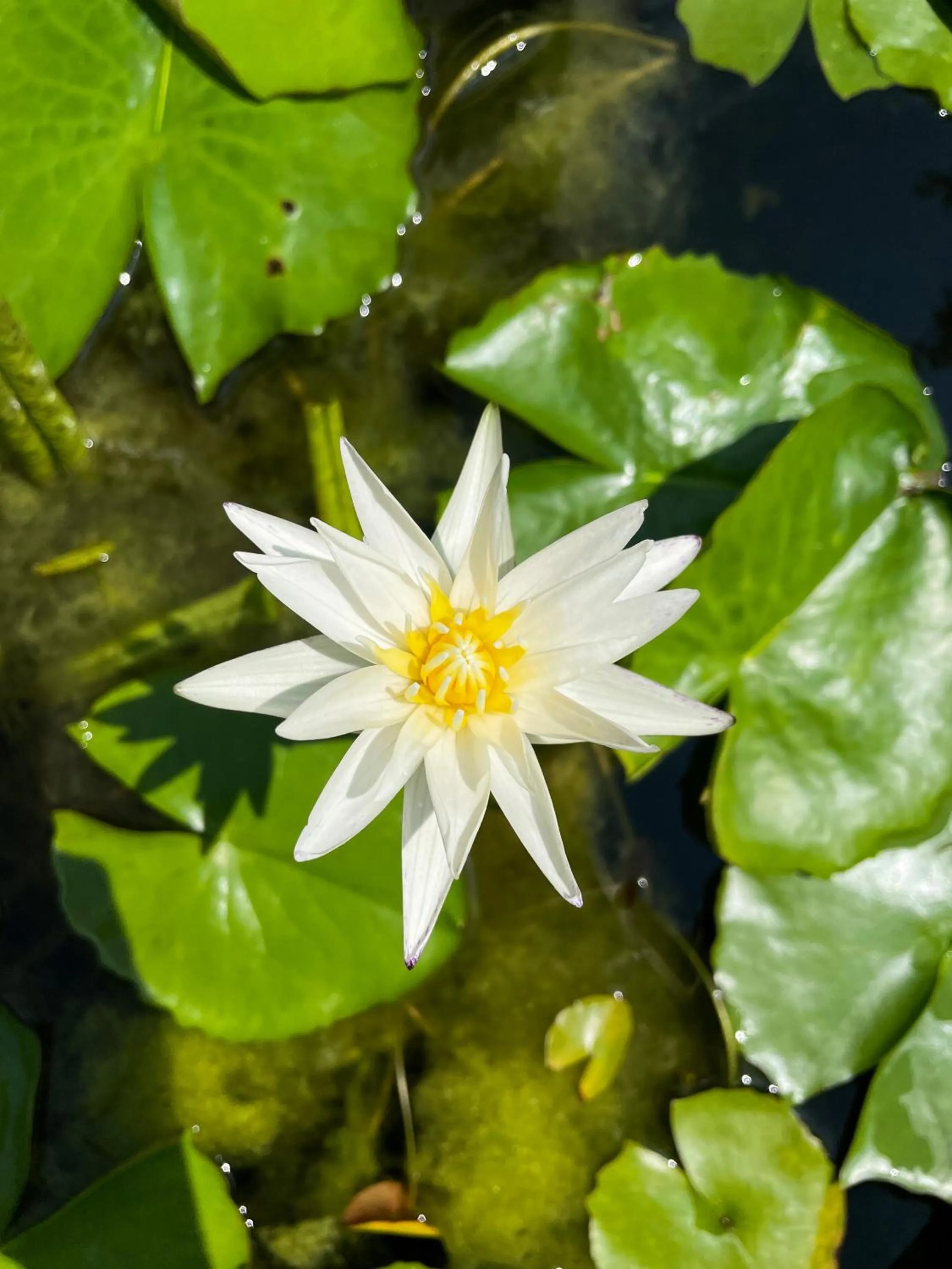 Spring in Patong Palace Hotel - SHA Extra Plus