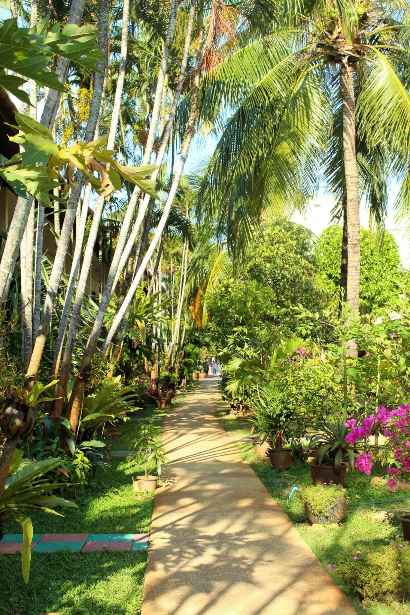 Natural landscape in Patong Palace Hotel - SHA Extra Plus