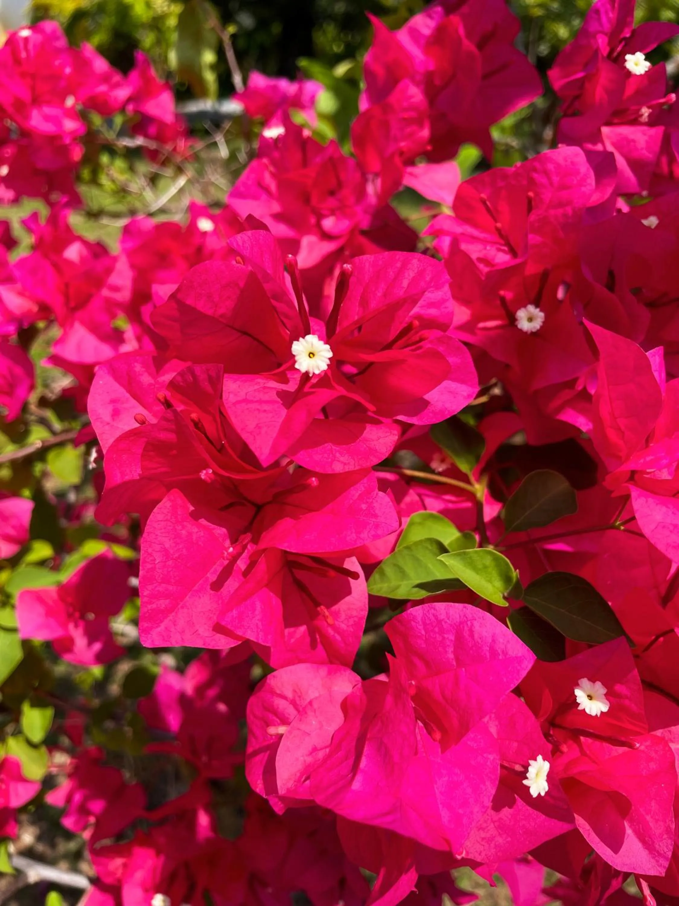 Spring in Patong Palace Hotel - SHA Extra Plus