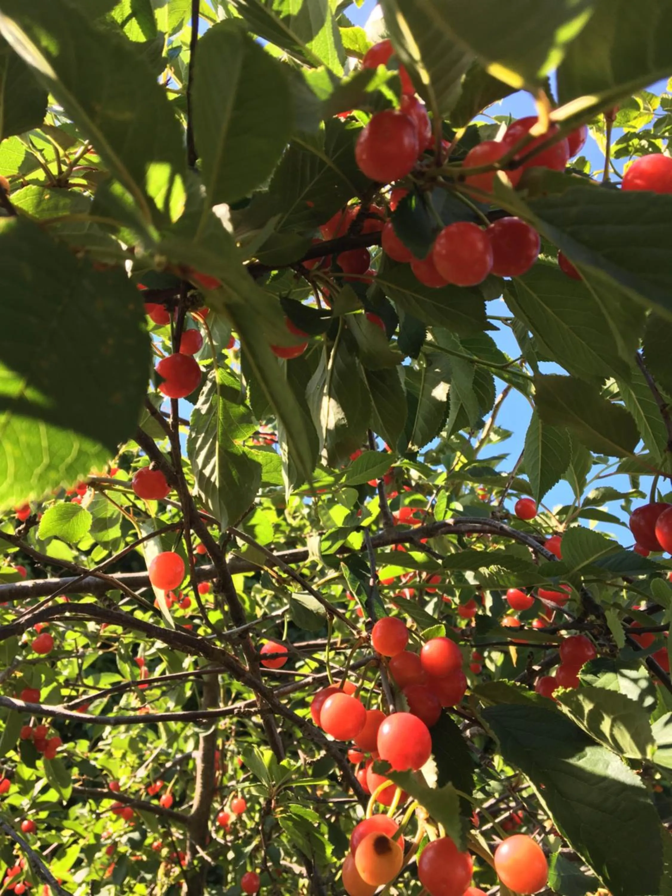 Spring in Agriturismo Sant'Agata