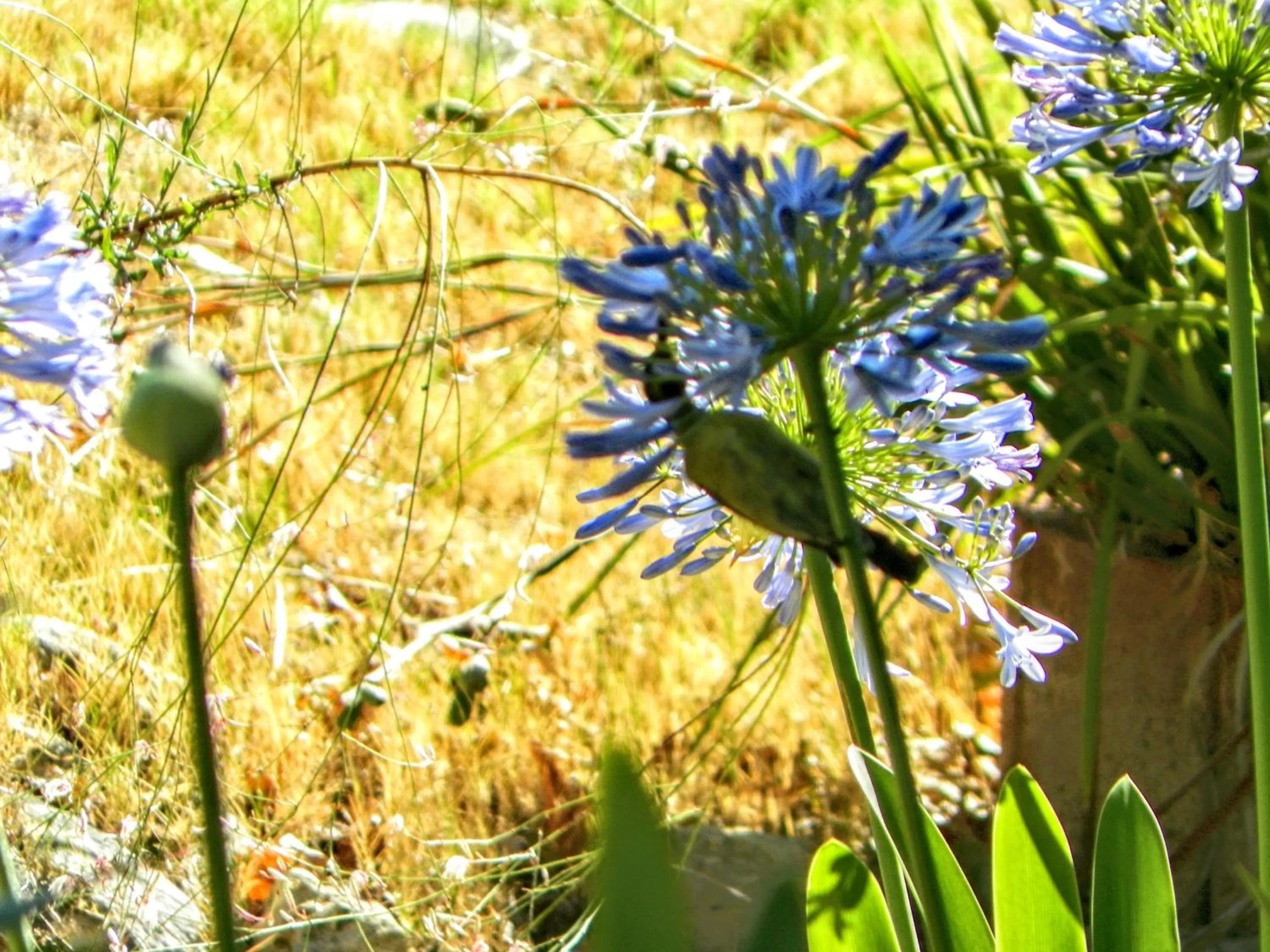 Animals in Le Manoir de Brendel