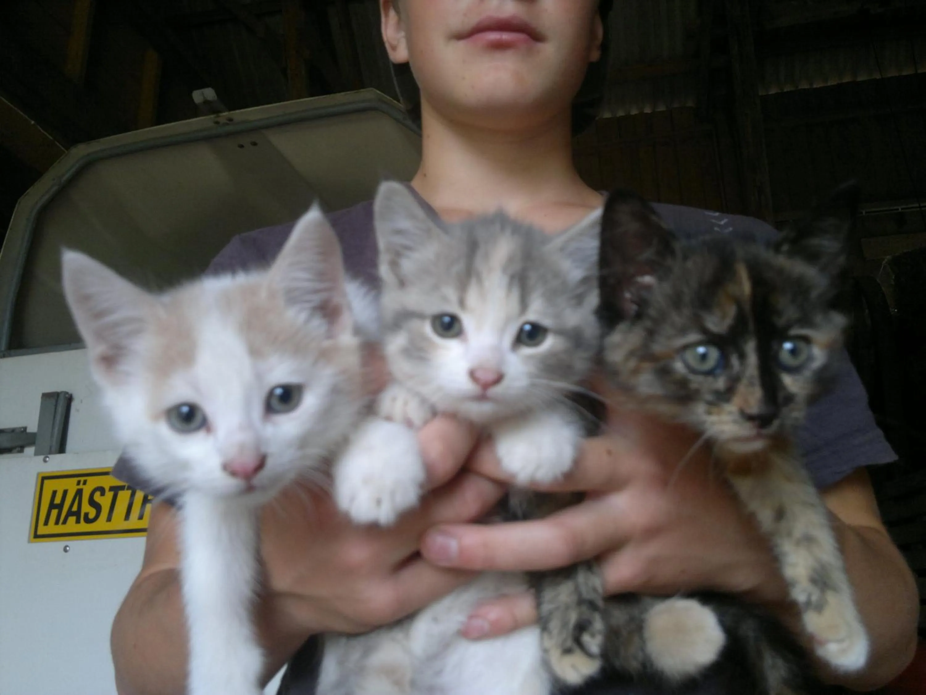 Pets in Älgbergets Bed & Breakfast