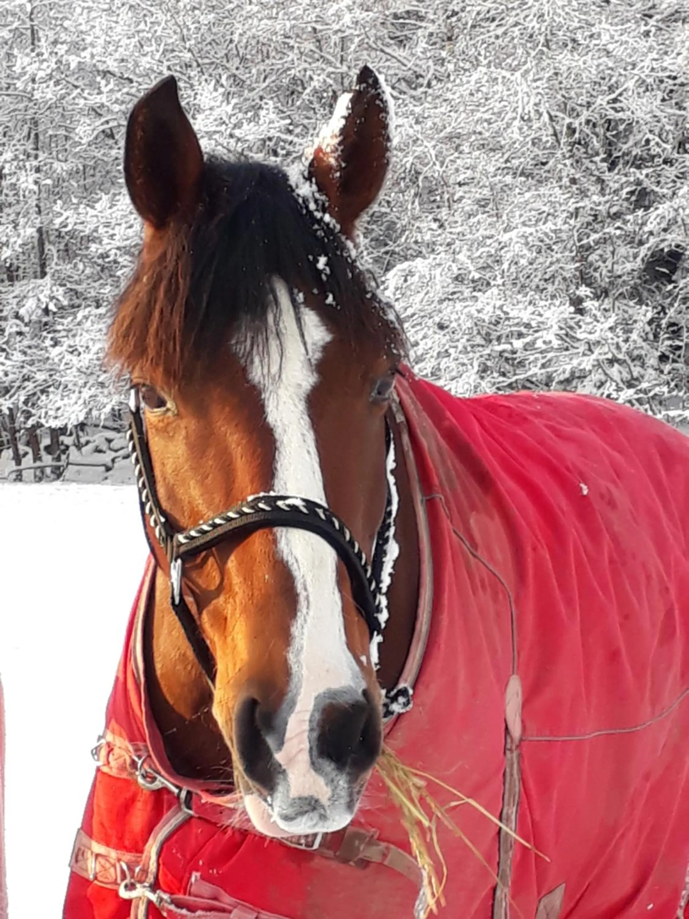 Älgbergets Bed & Breakfast