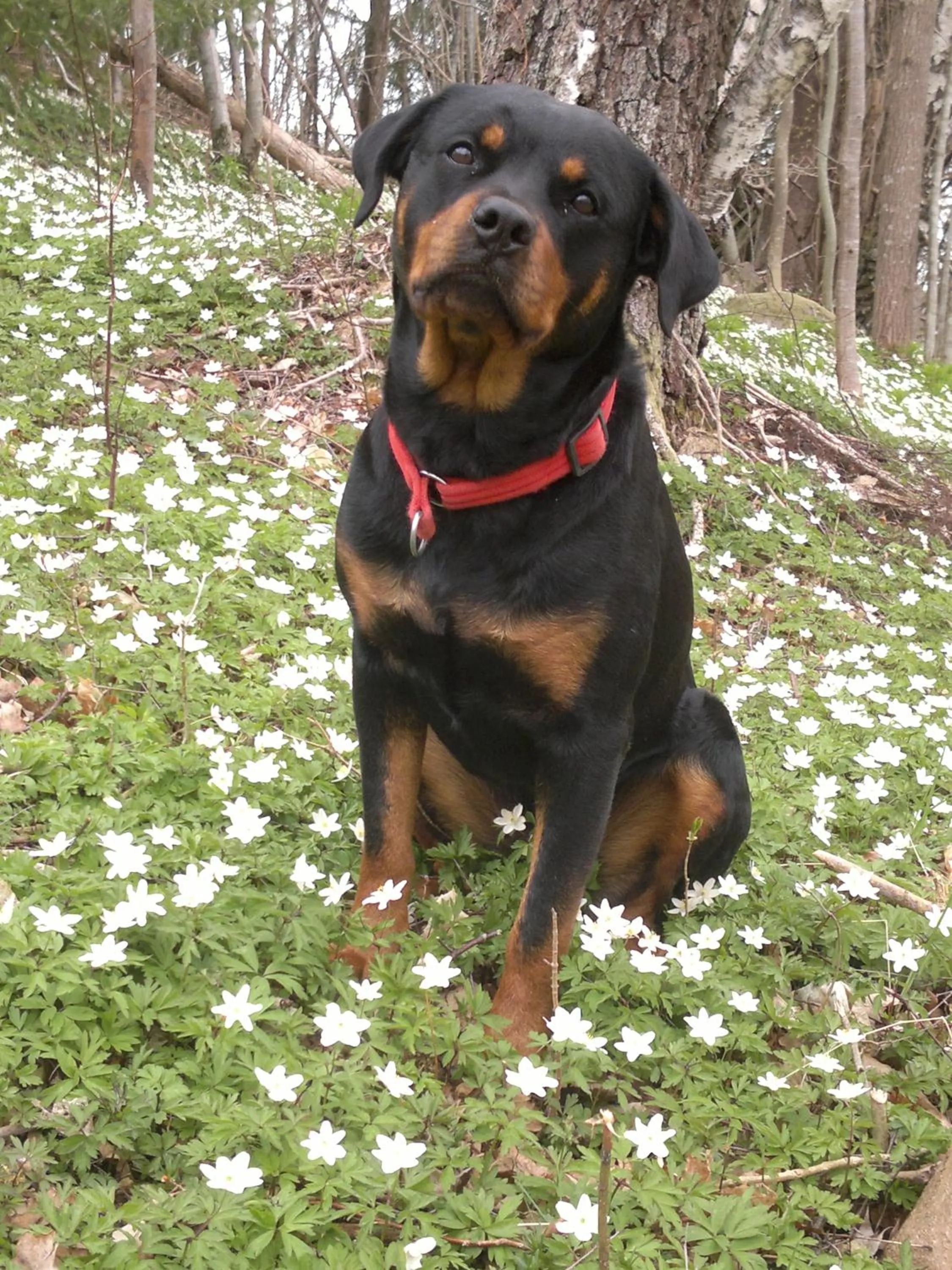 Älgbergets Bed & Breakfast