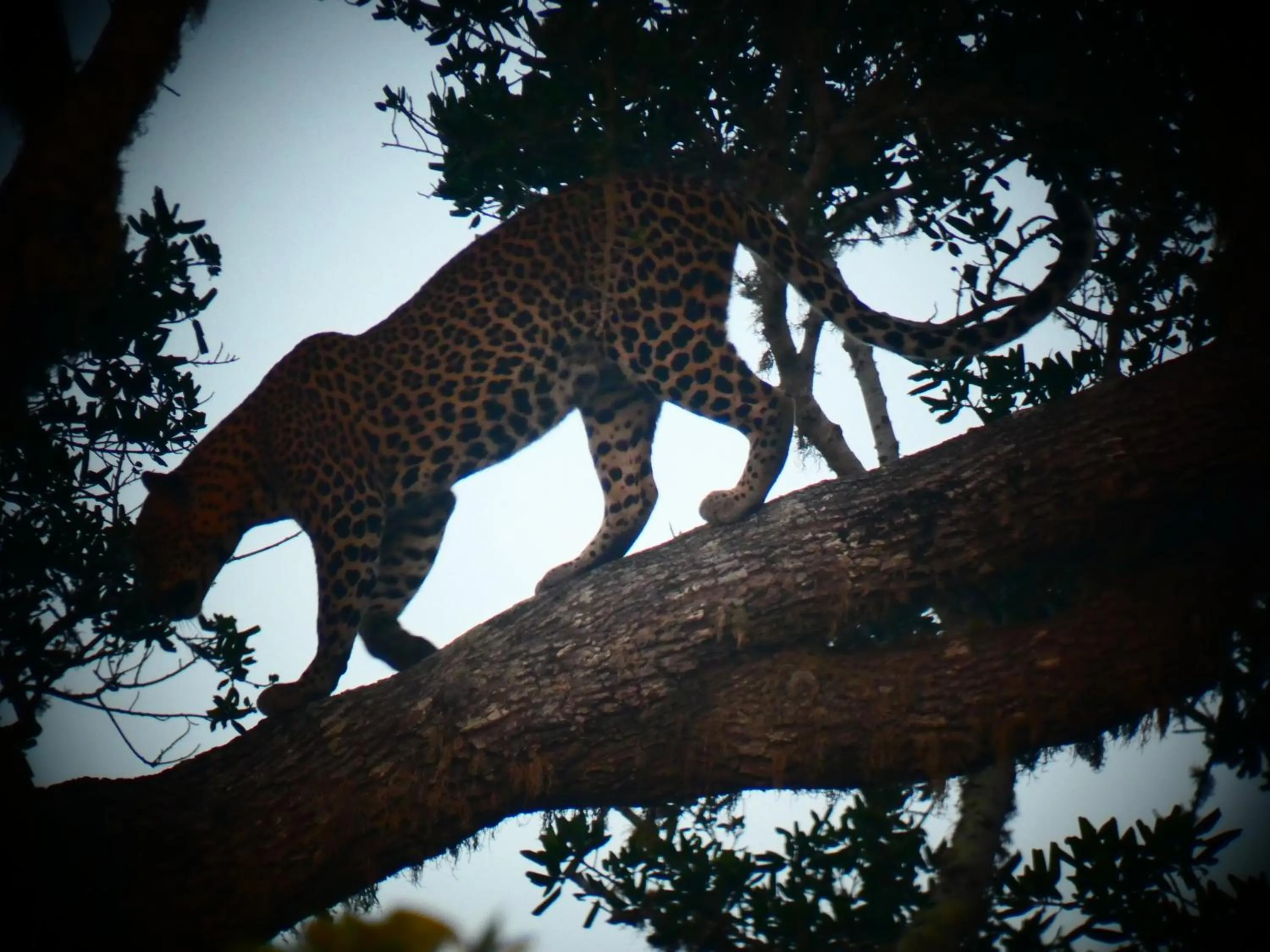 Animals in Lavender Home Yala Safari