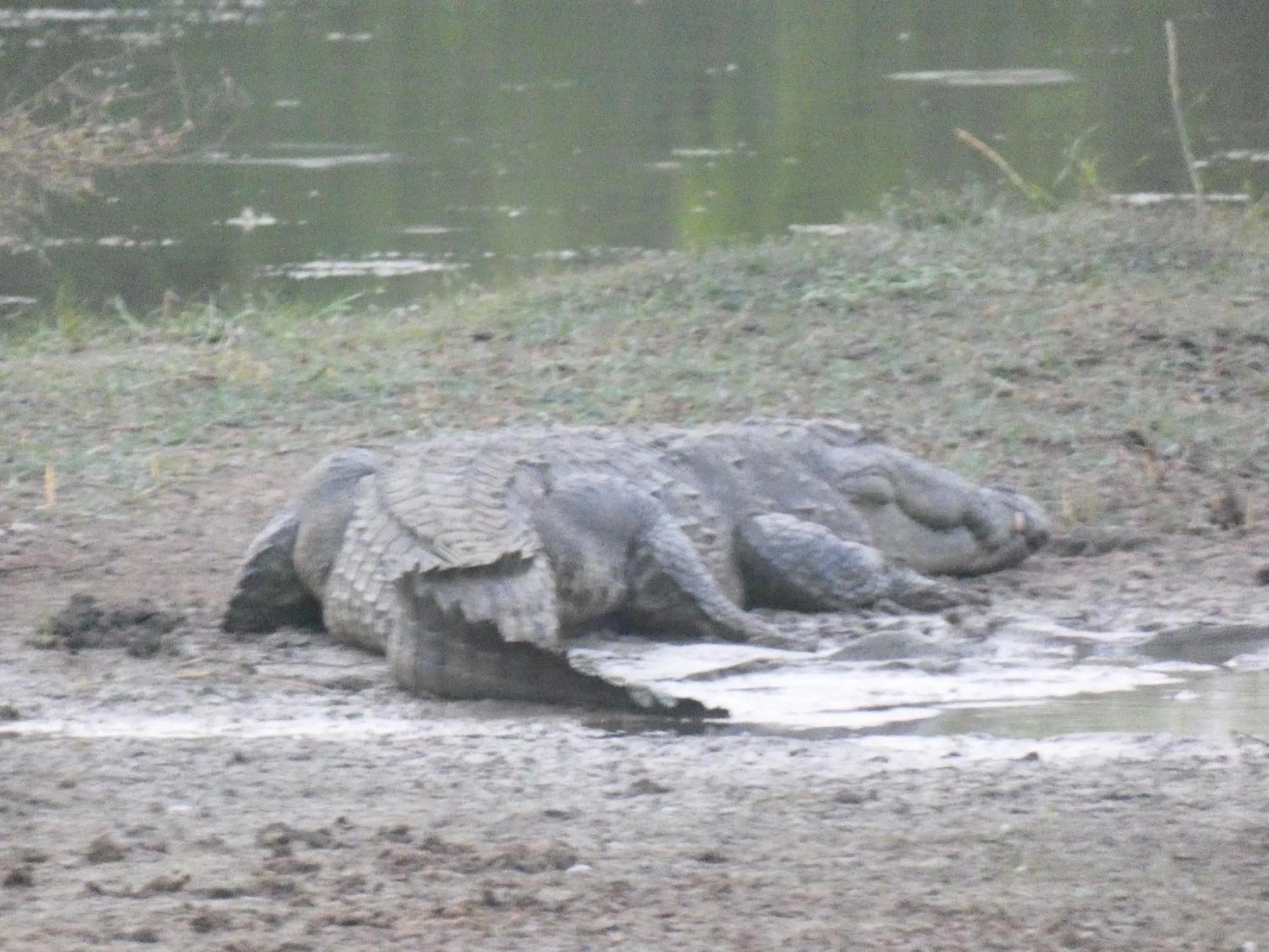 Animals in Lavender Home Yala Safari