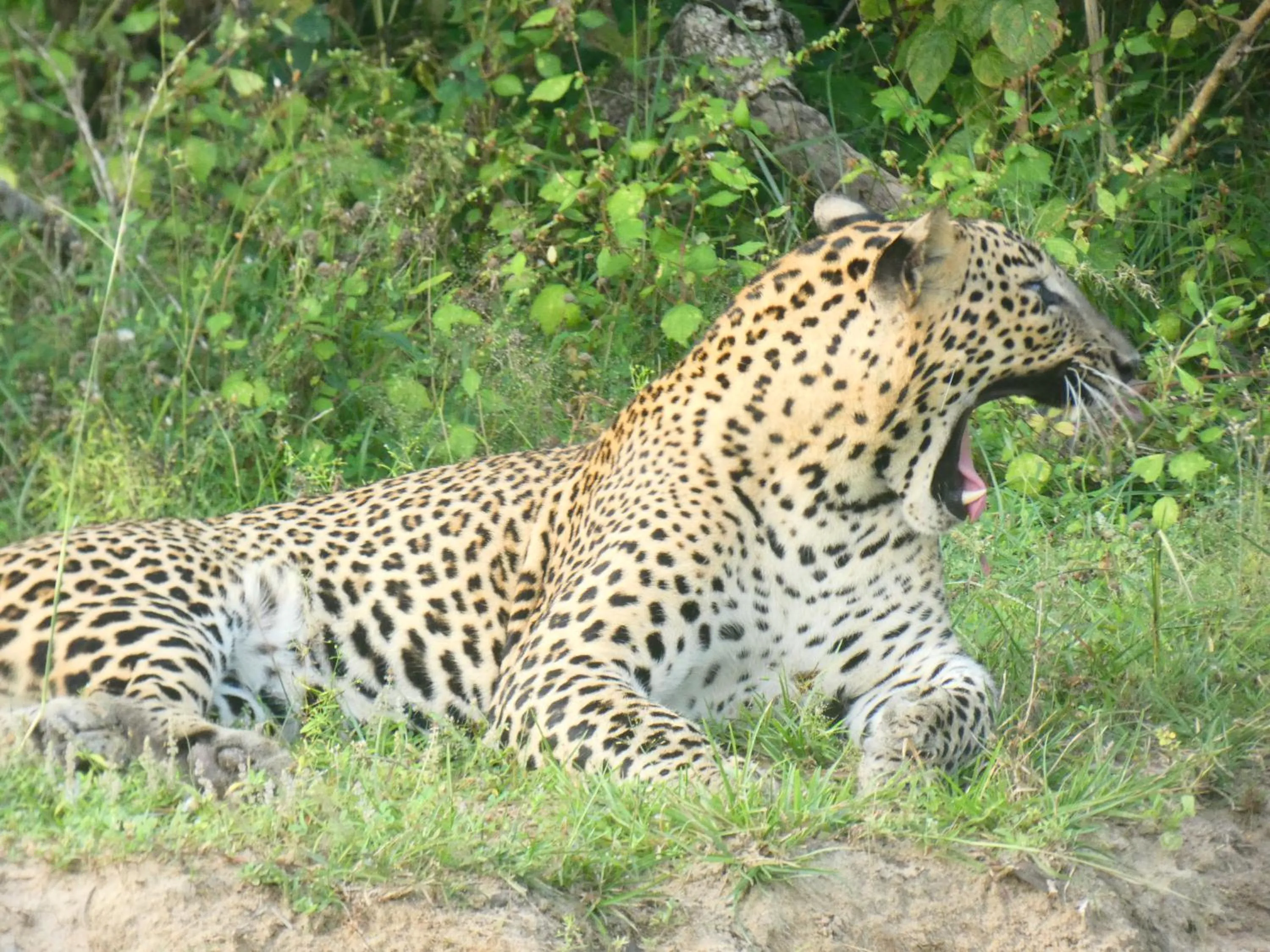 Animals in Lavender Home Yala Safari
