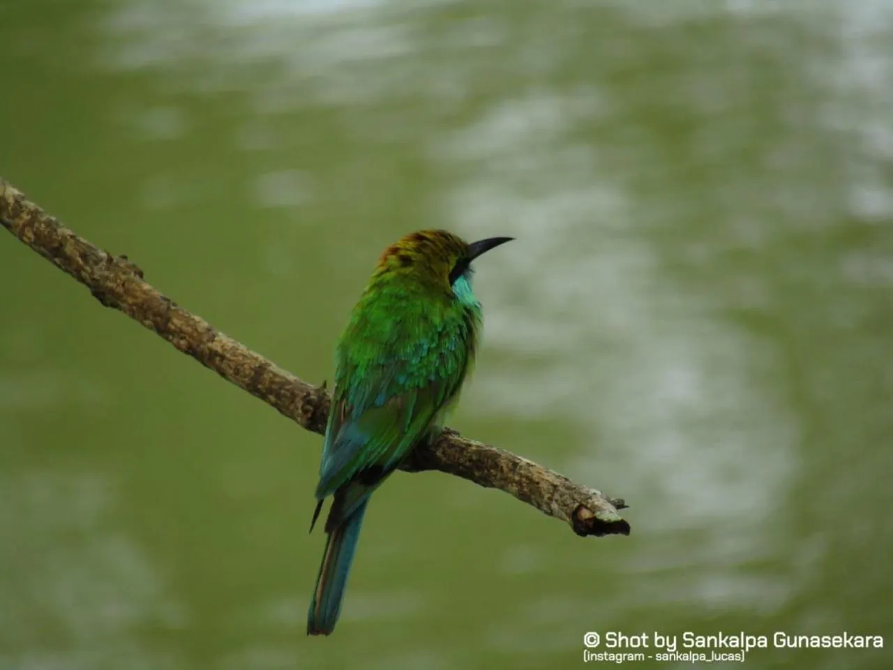 Animals in Lavender Home Yala Safari