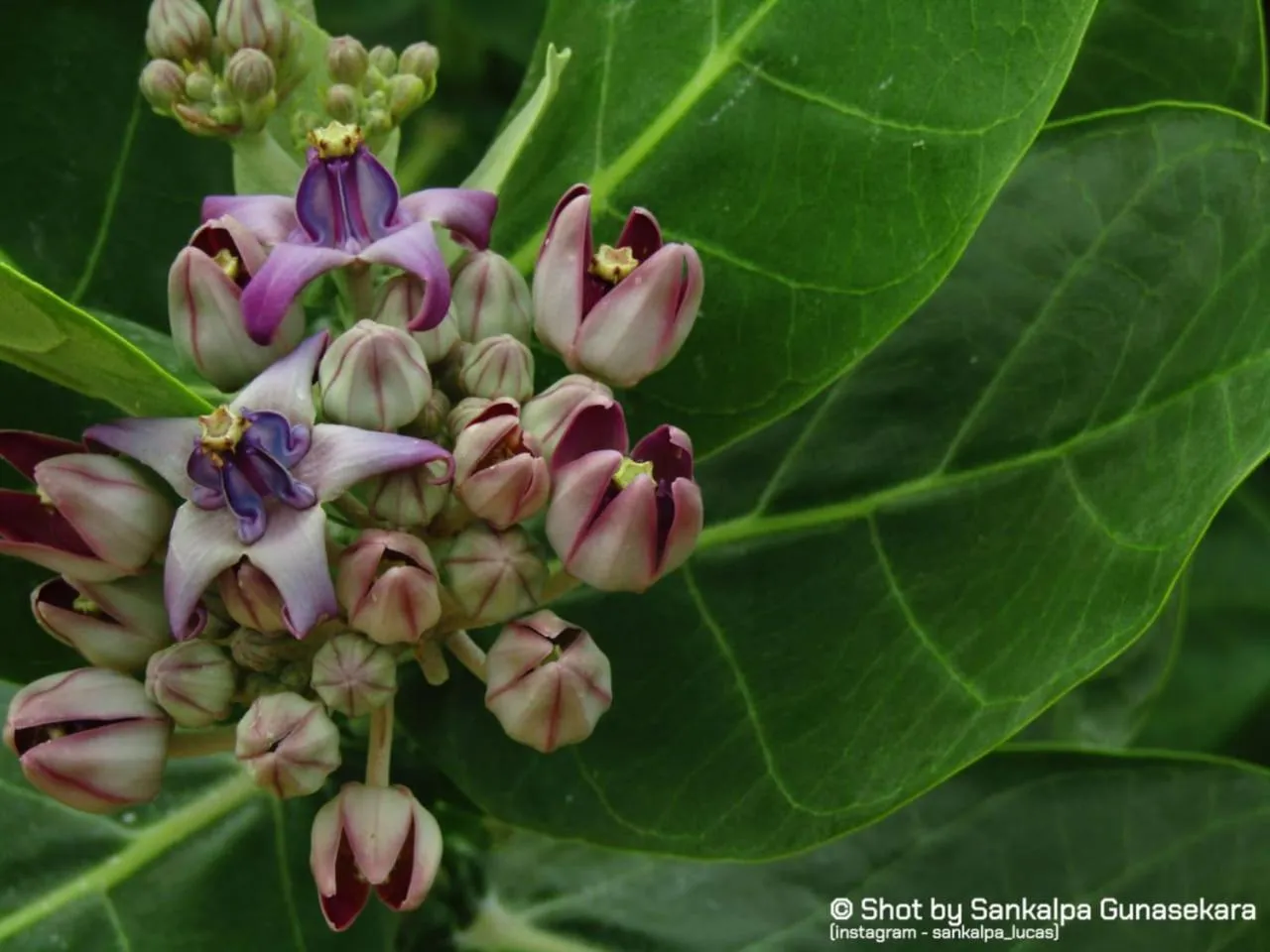 Garden in Lavender Home Yala Safari