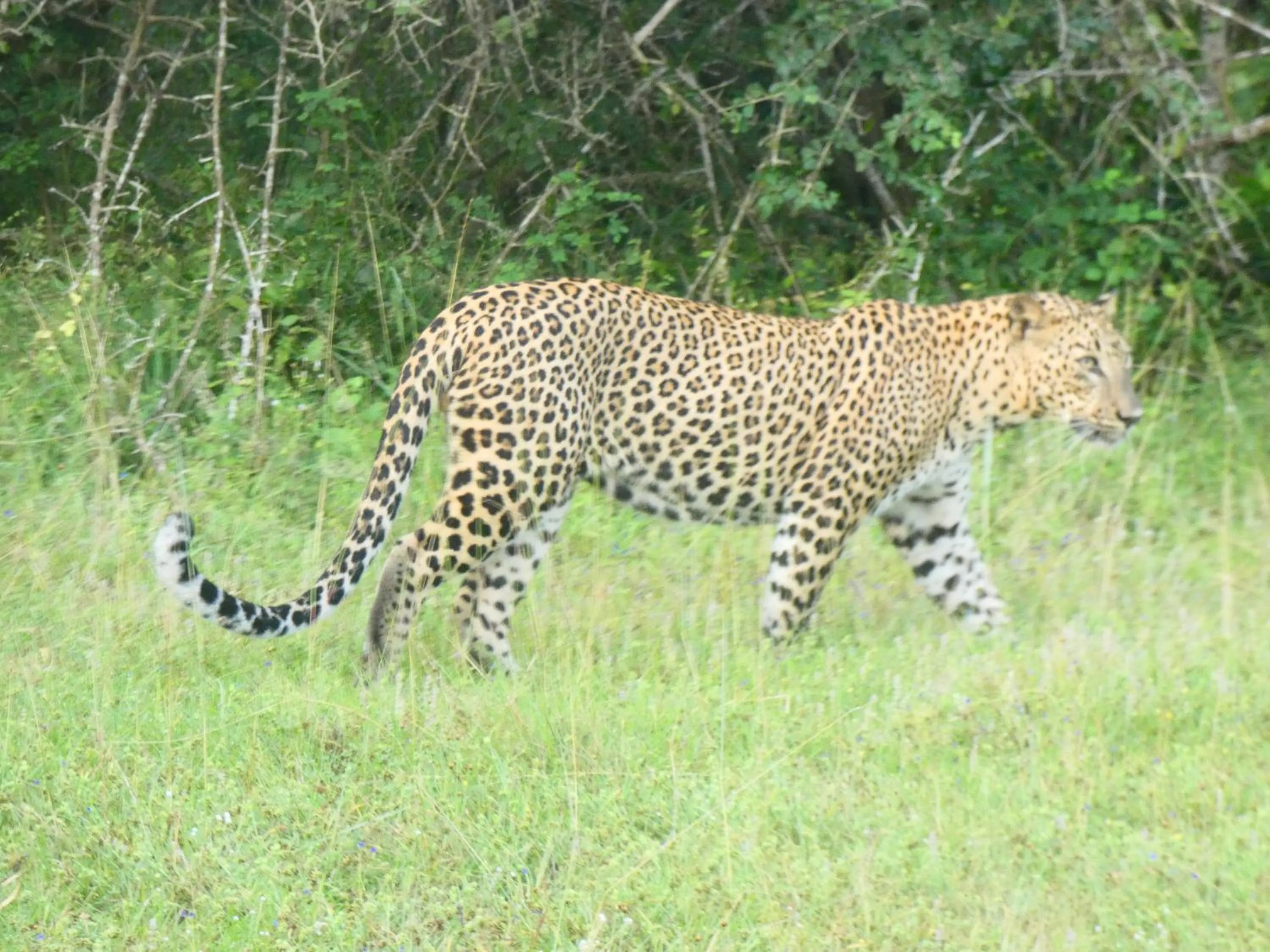 Activities in Lavender Home Yala Safari