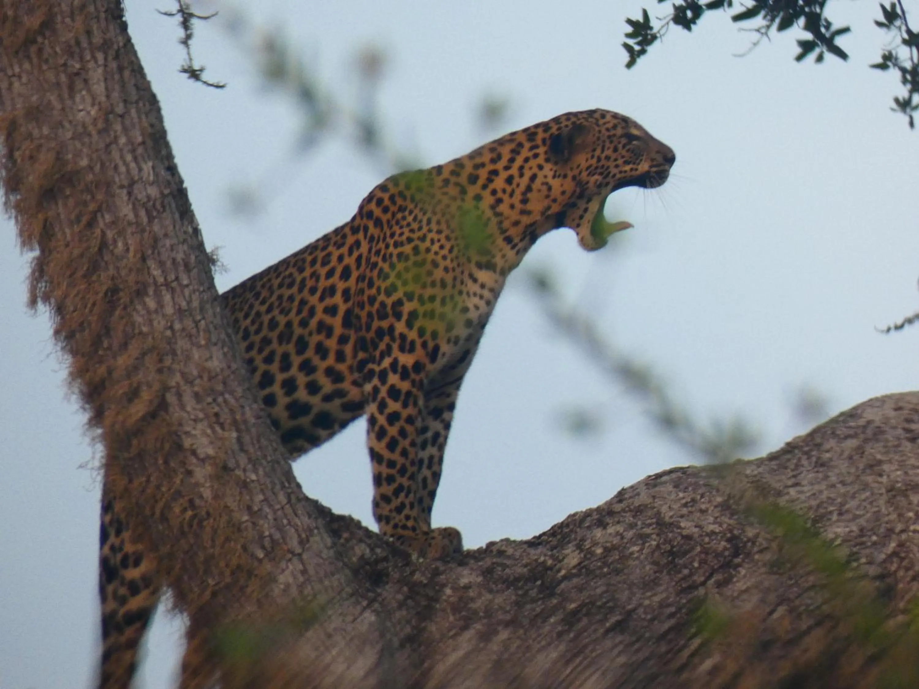 Animals in Lavender Home Yala Safari