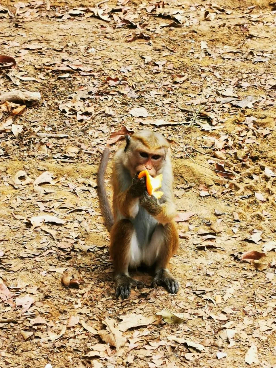 Animals in Lavender Home Yala Safari