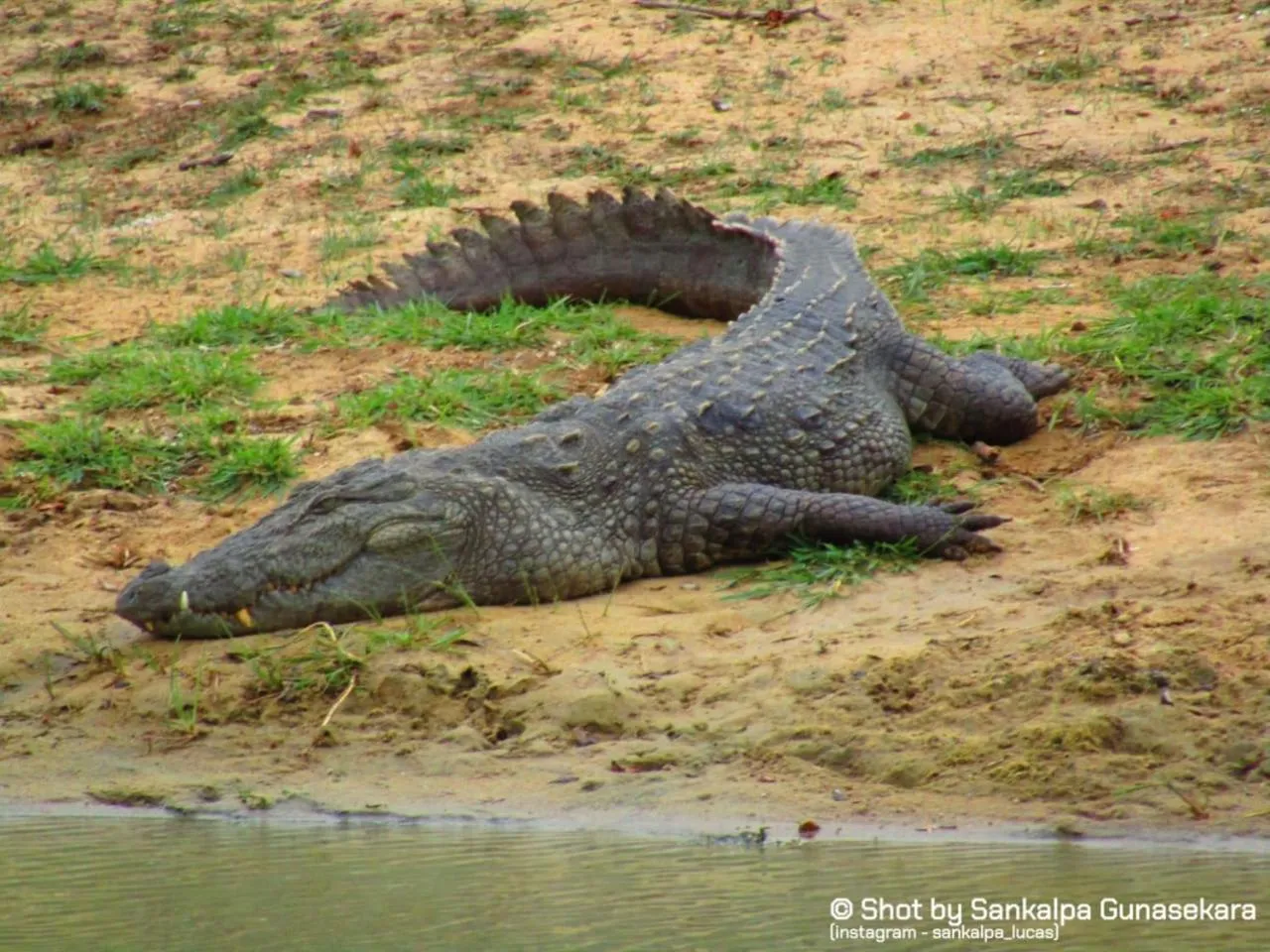 Animals in Lavender Home Yala Safari