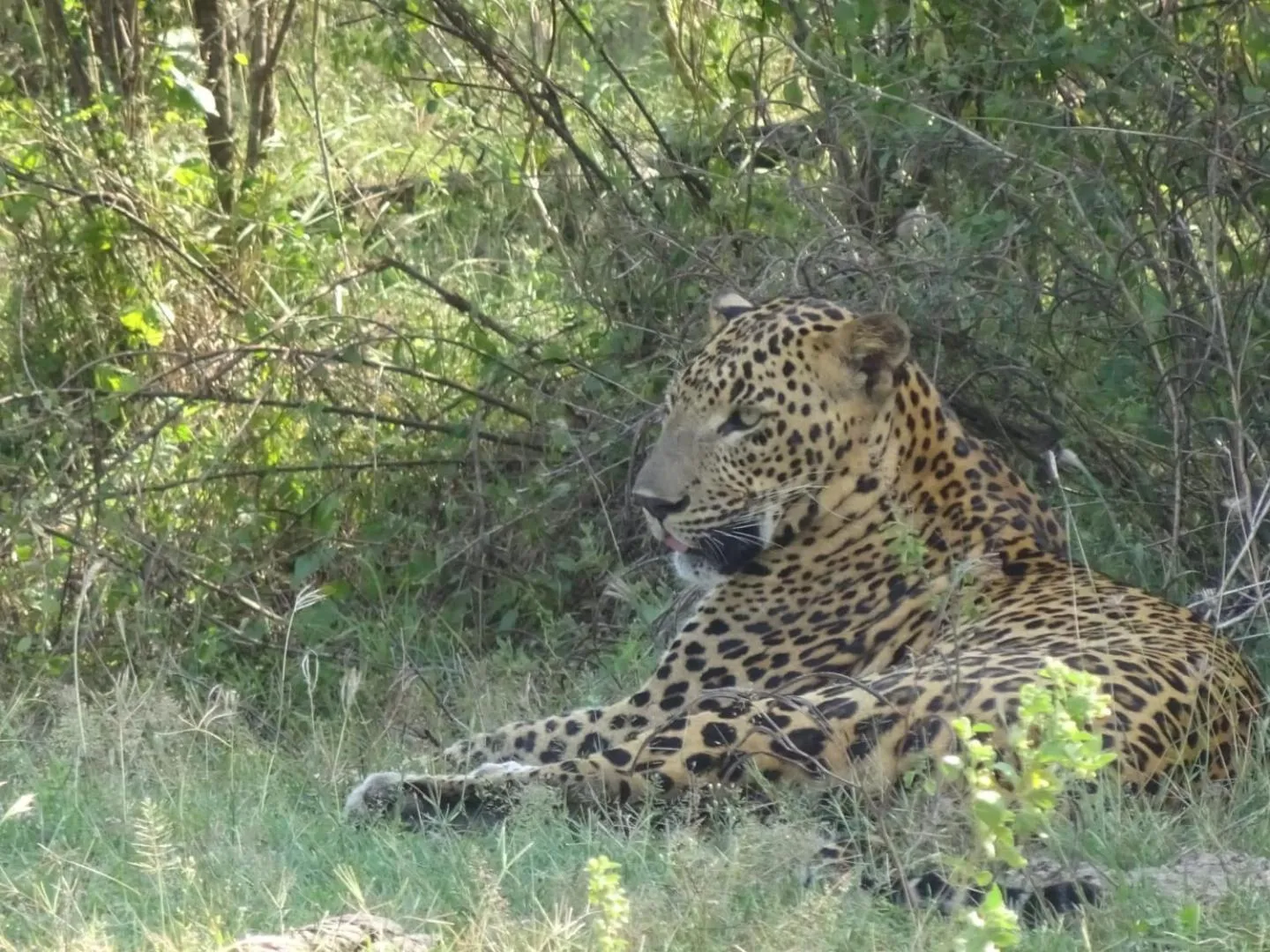 Animals in Lavender Home Yala Safari