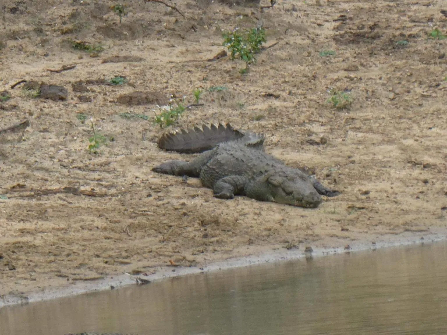 Animals in Lavender Home Yala Safari