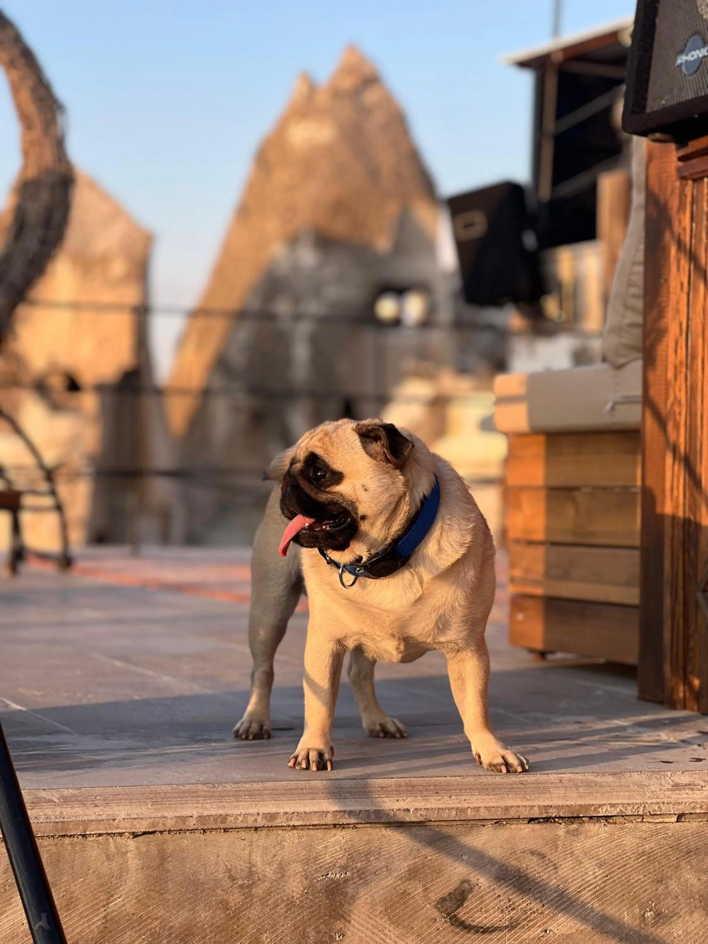 Pets in Castle Cave Hotel