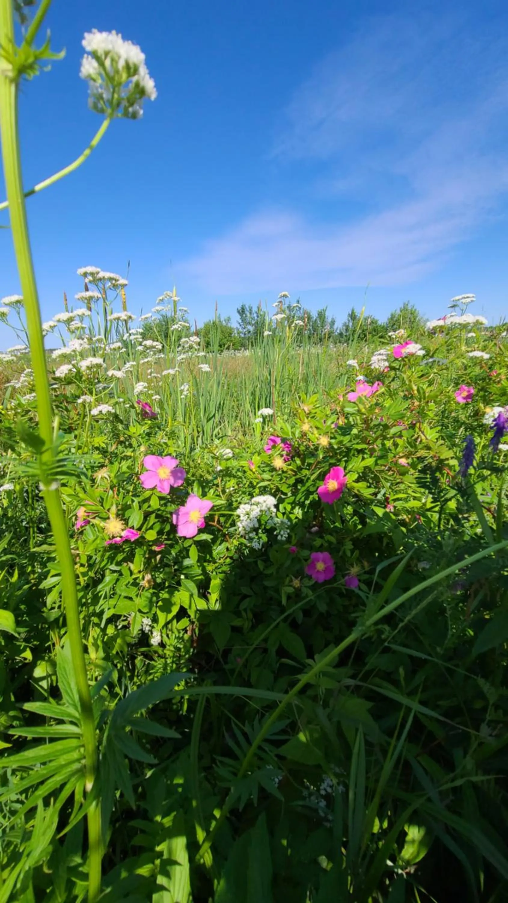 Natural landscape in Bouctouche Bay Inn