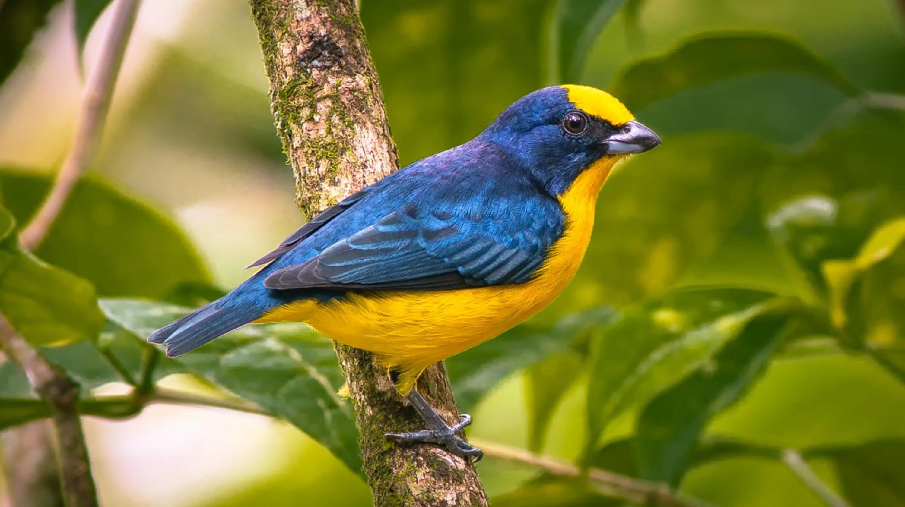 Natural landscape in La Ponderosa