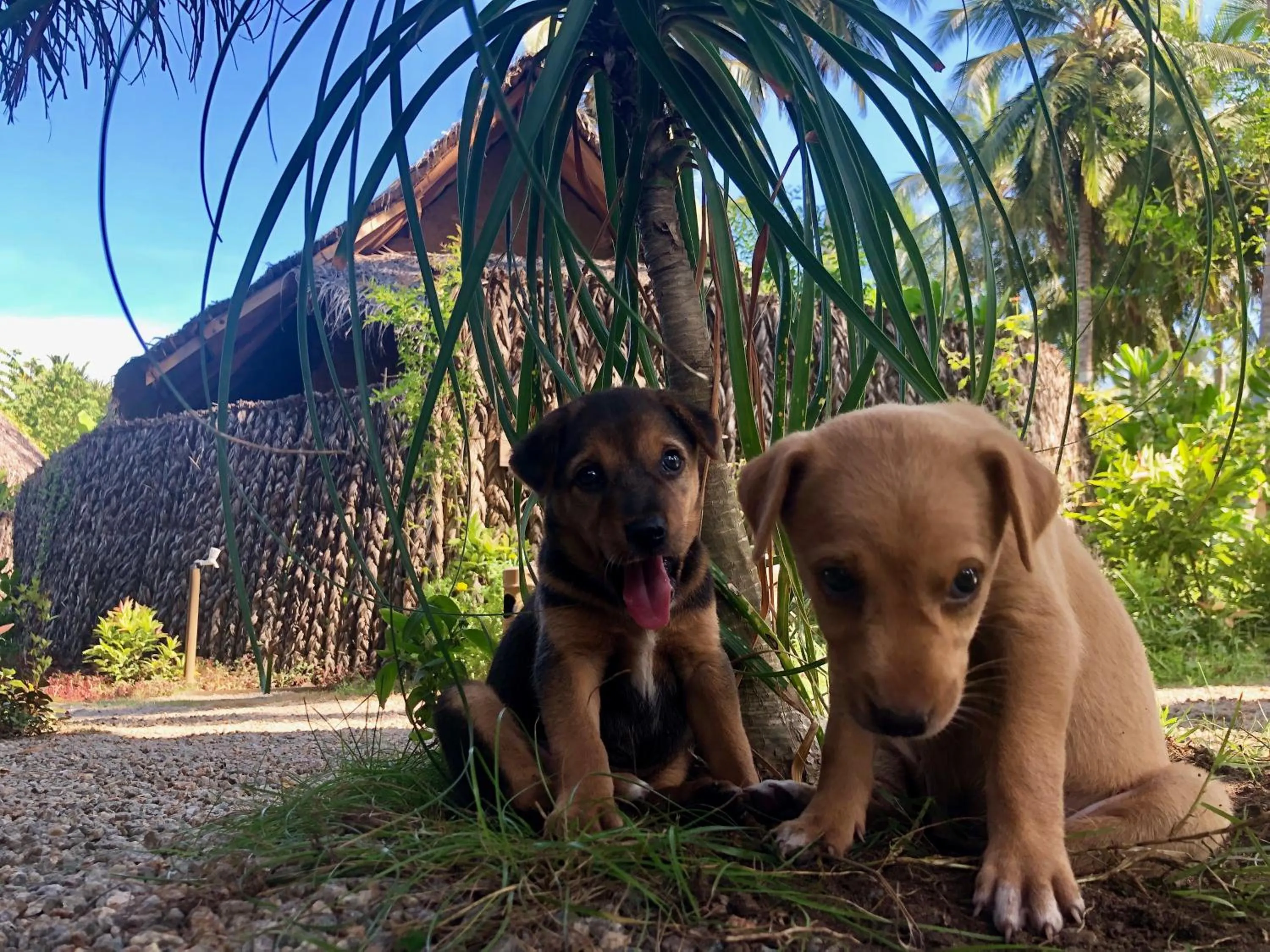 Pets in Wind Blend Kite Resort