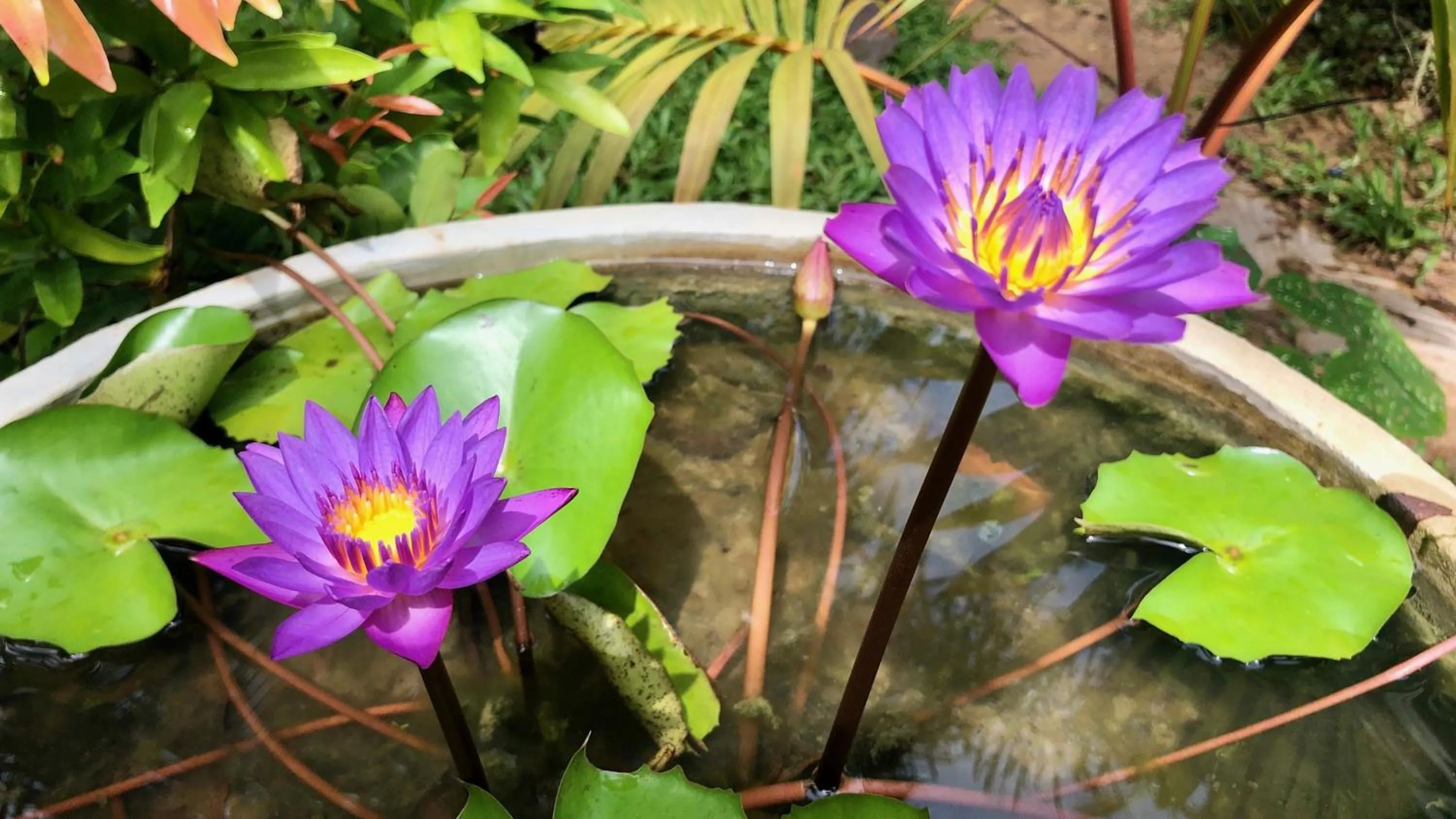 Garden in Wind Blend Kite Resort