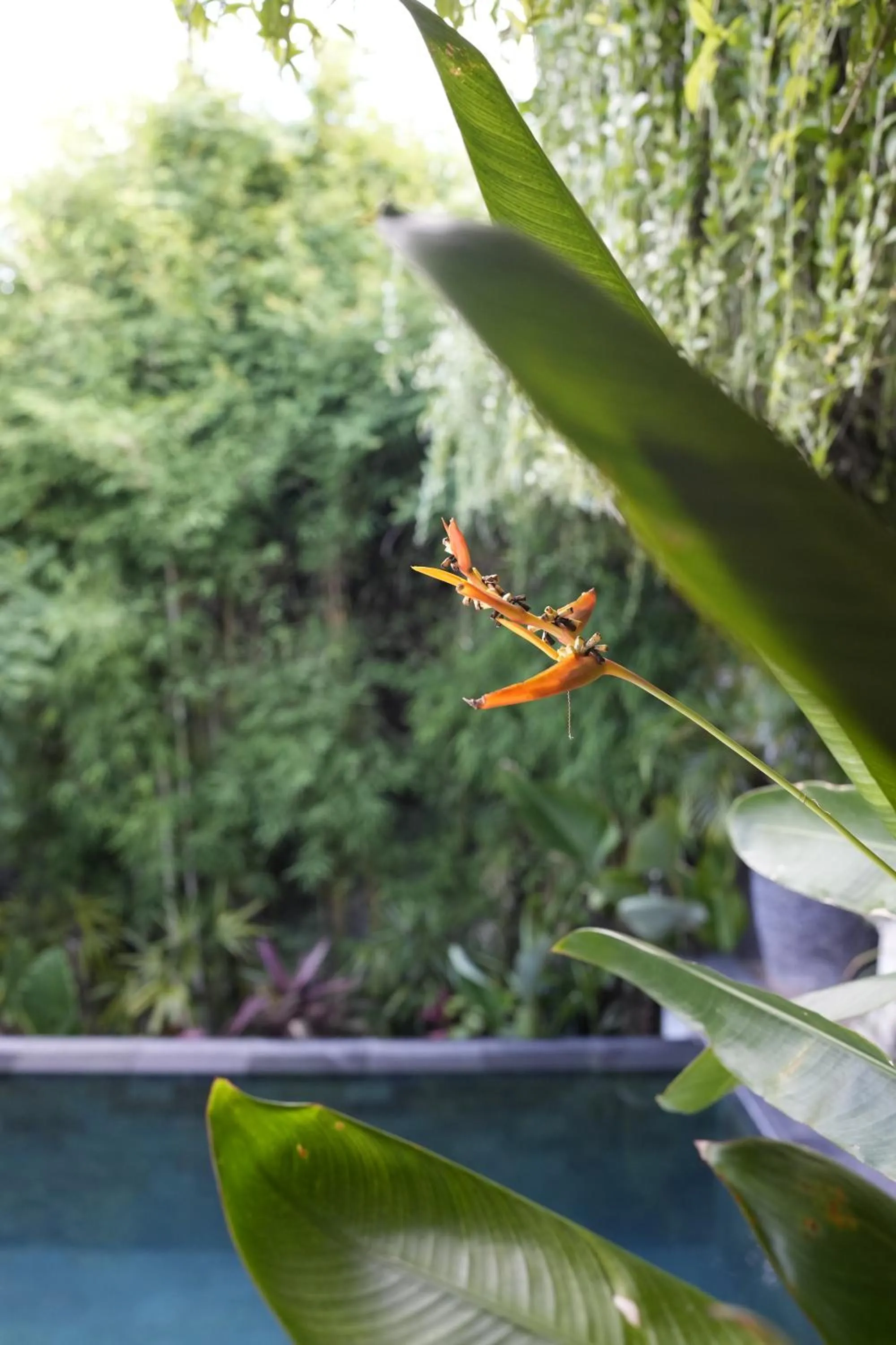 Natural landscape in The Acala Shri Sedana