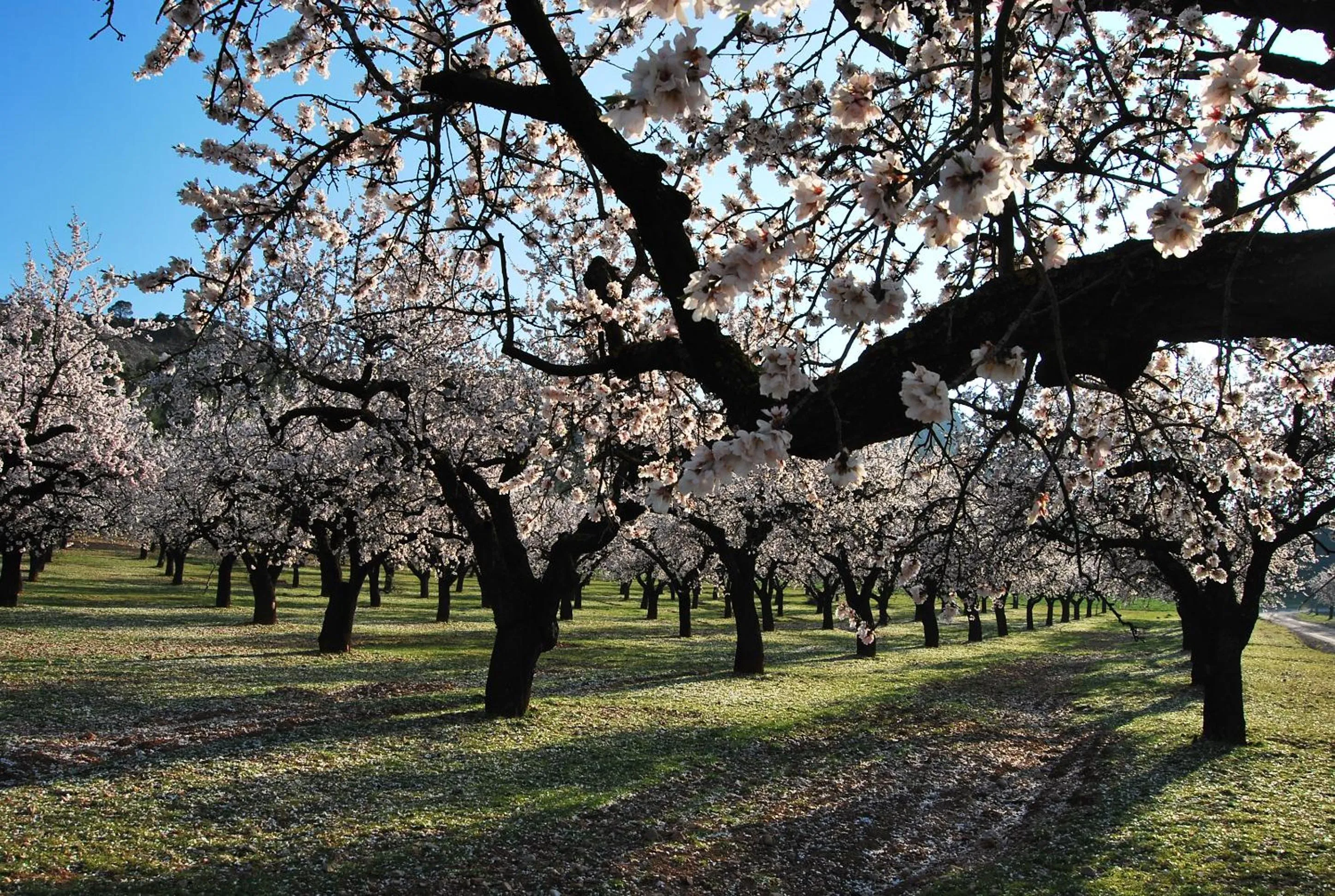 Natural landscape in Aparthotel Meseguer