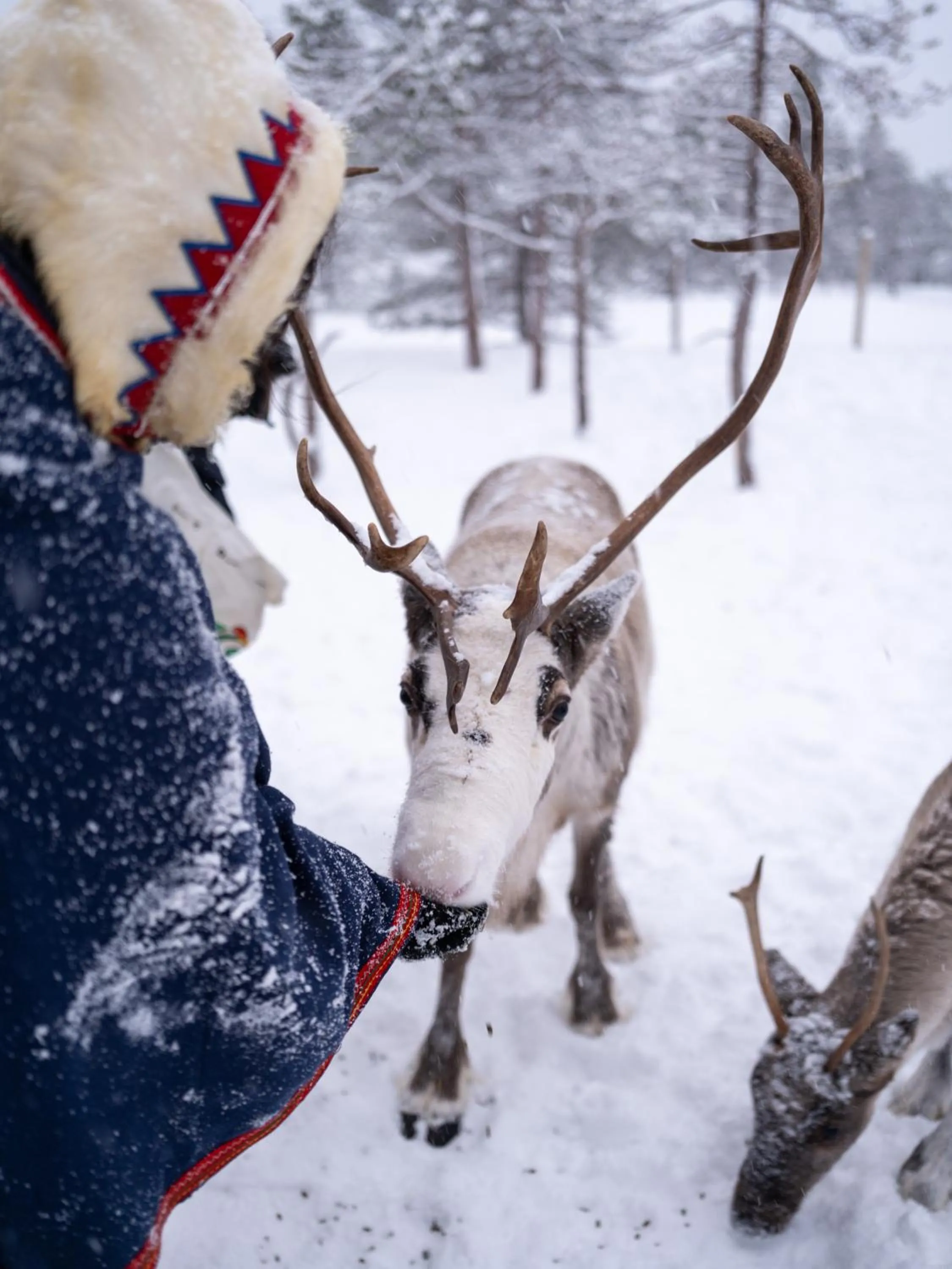 Winter in Malangen Resort