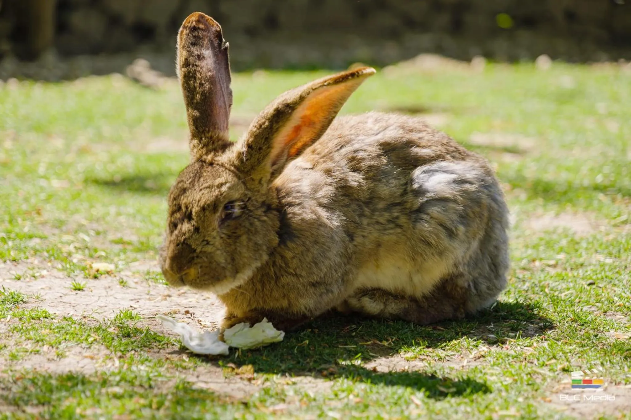 Animals in Wolkendorf Bio Hotel & Spa