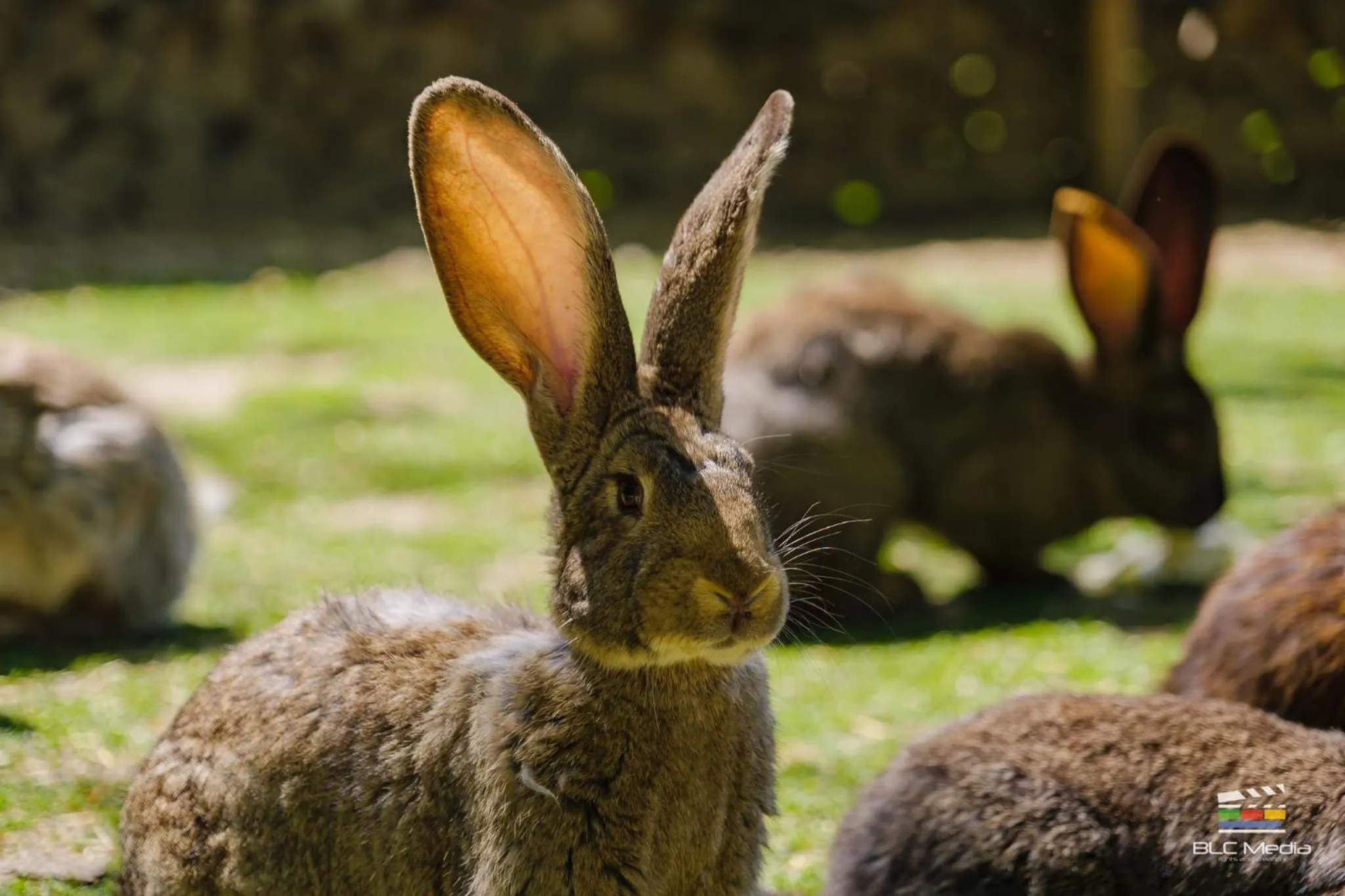 Animals in Wolkendorf Bio Hotel & Spa