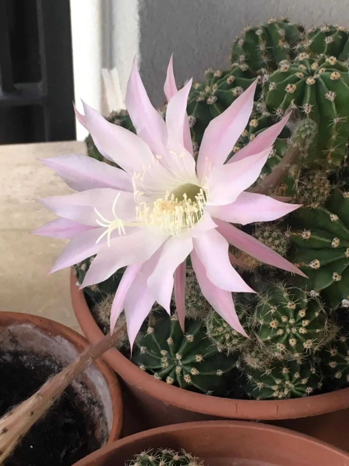 Property building in La Nuova Dimora B&B