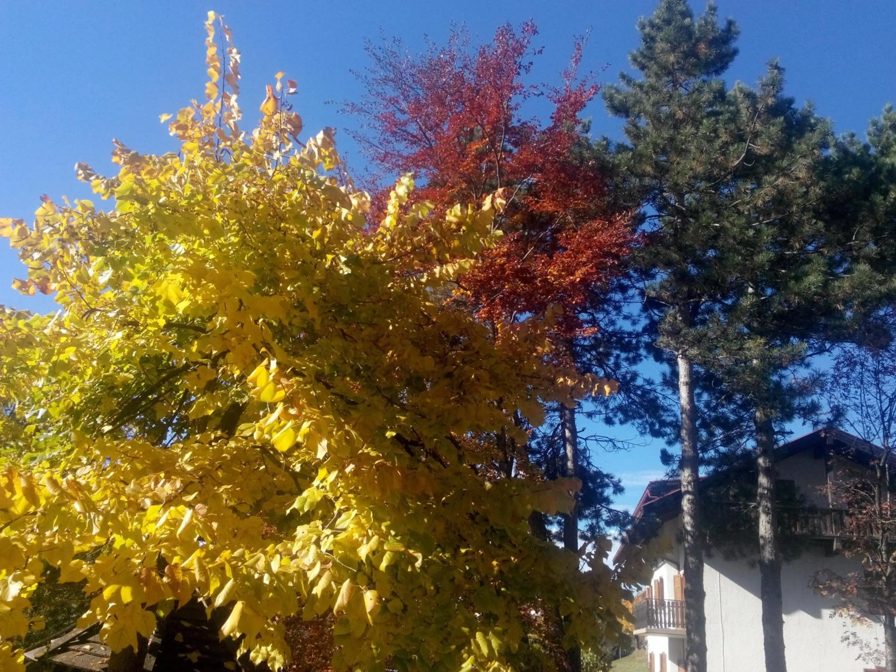 Garden in Hotel Regina Delle Dolomiti