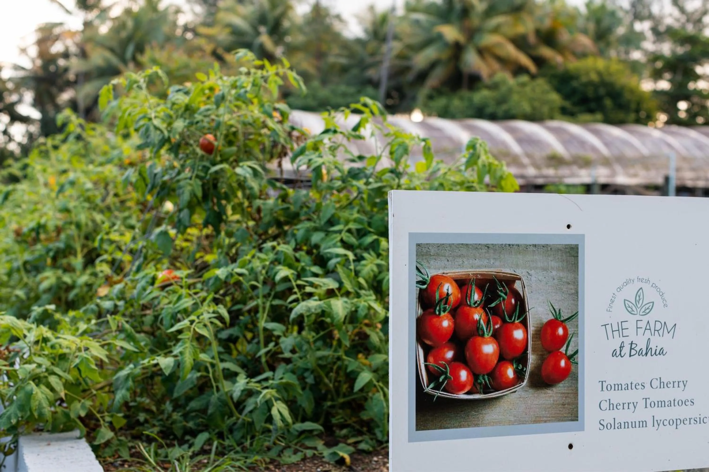 Other in St. Regis Bahia Beach Resort, Puerto Rico