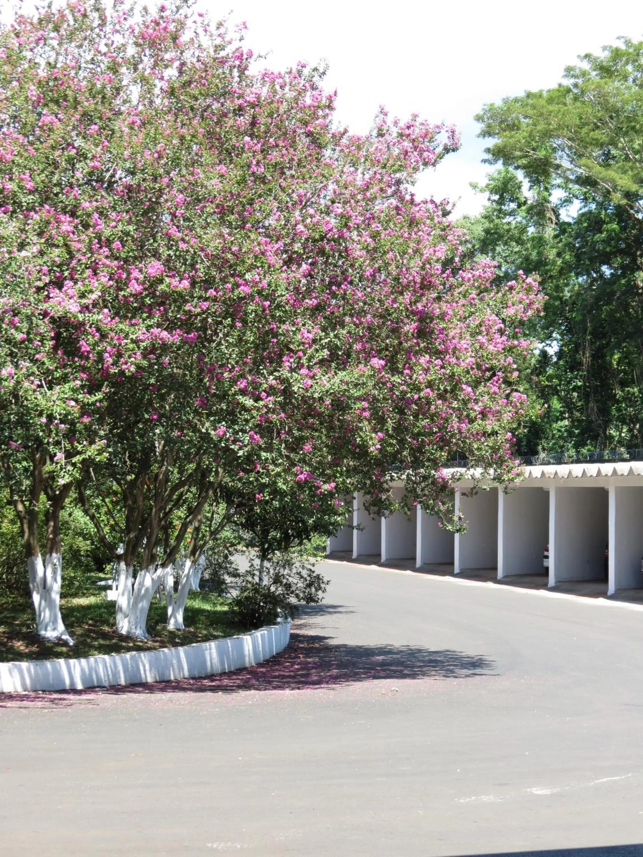 Garden in Hotel Monalisa