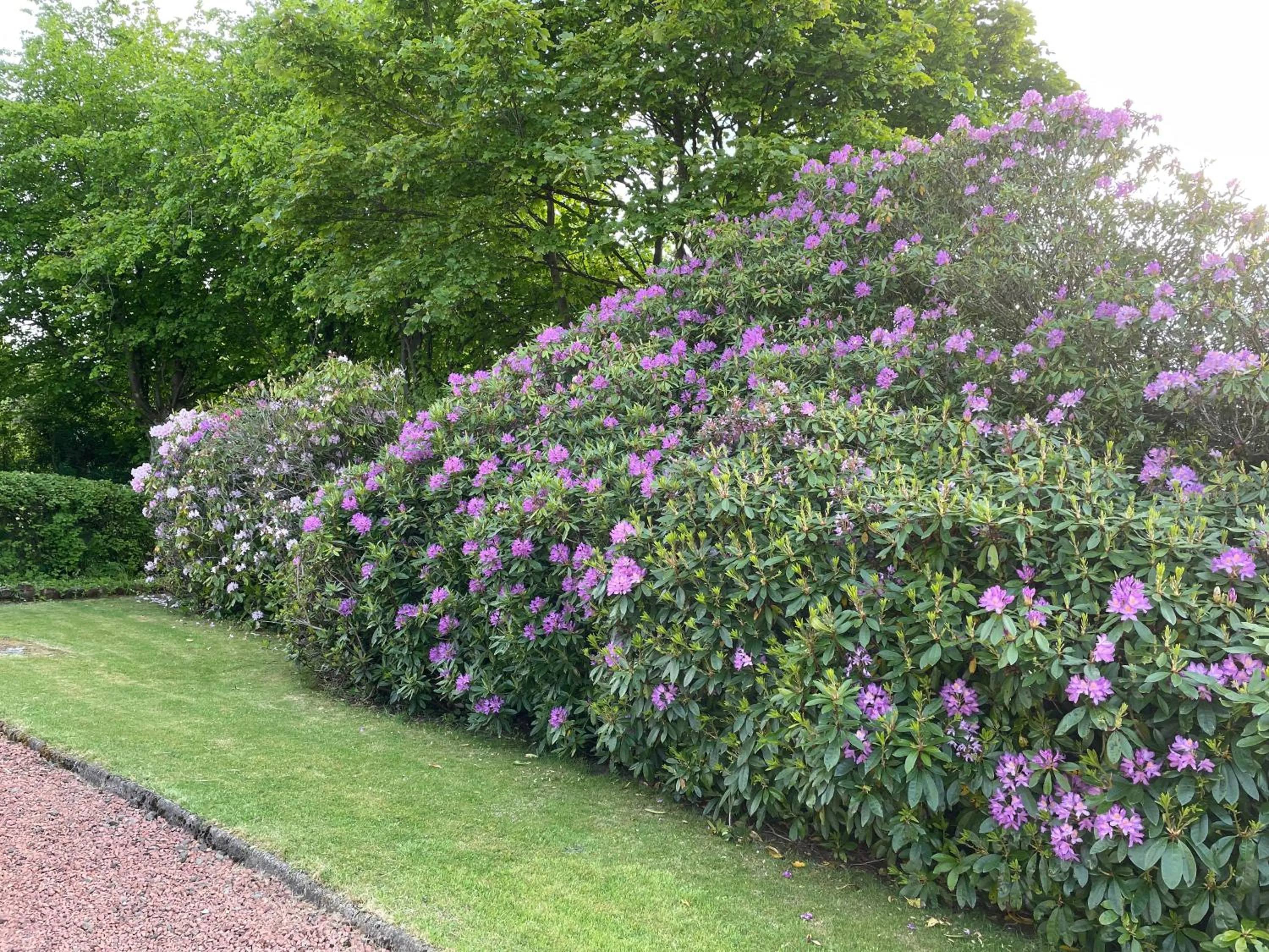 Garden in Fairview Bed and Breakfast