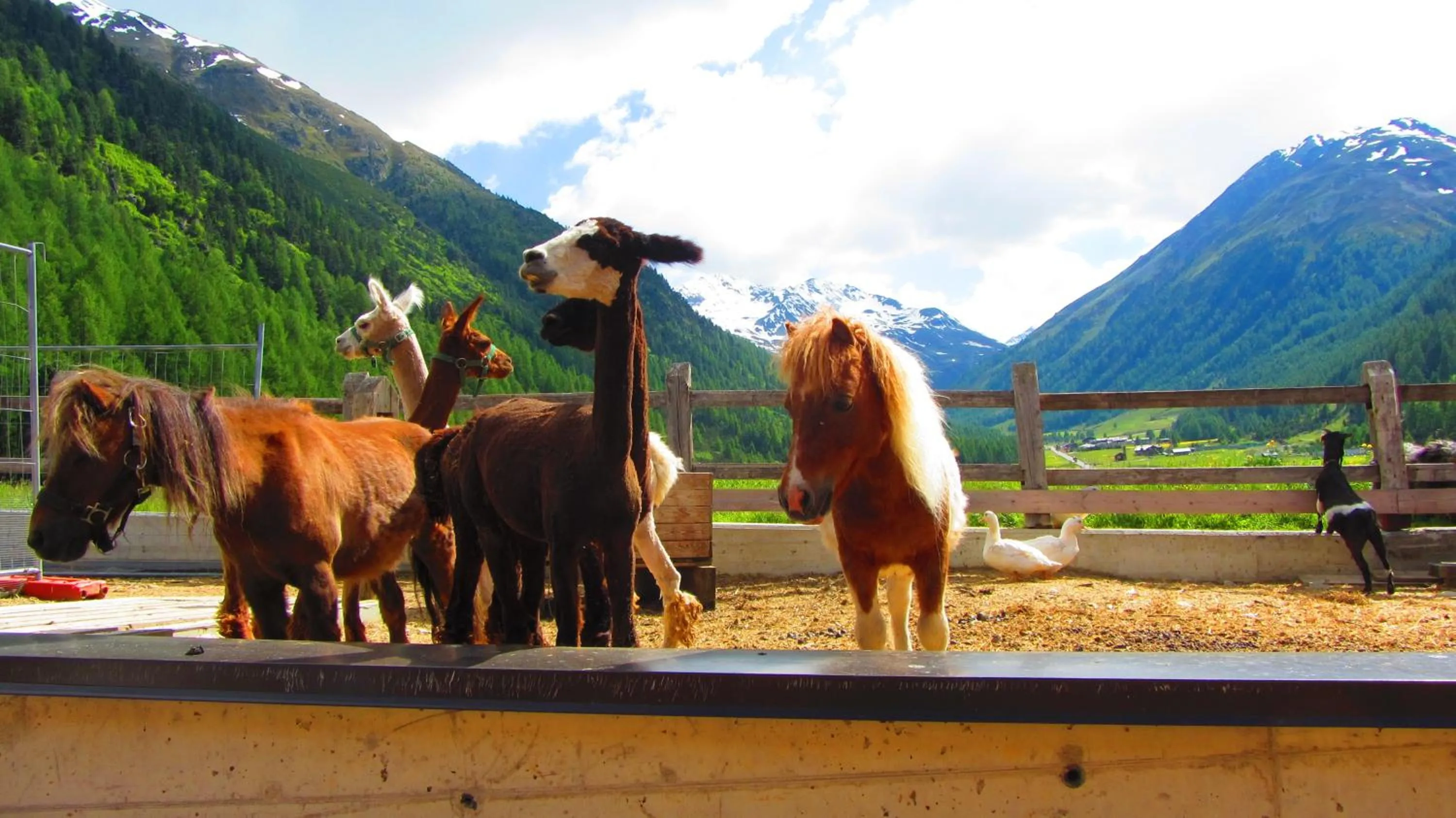 Area and facilities in Hotel Loredana