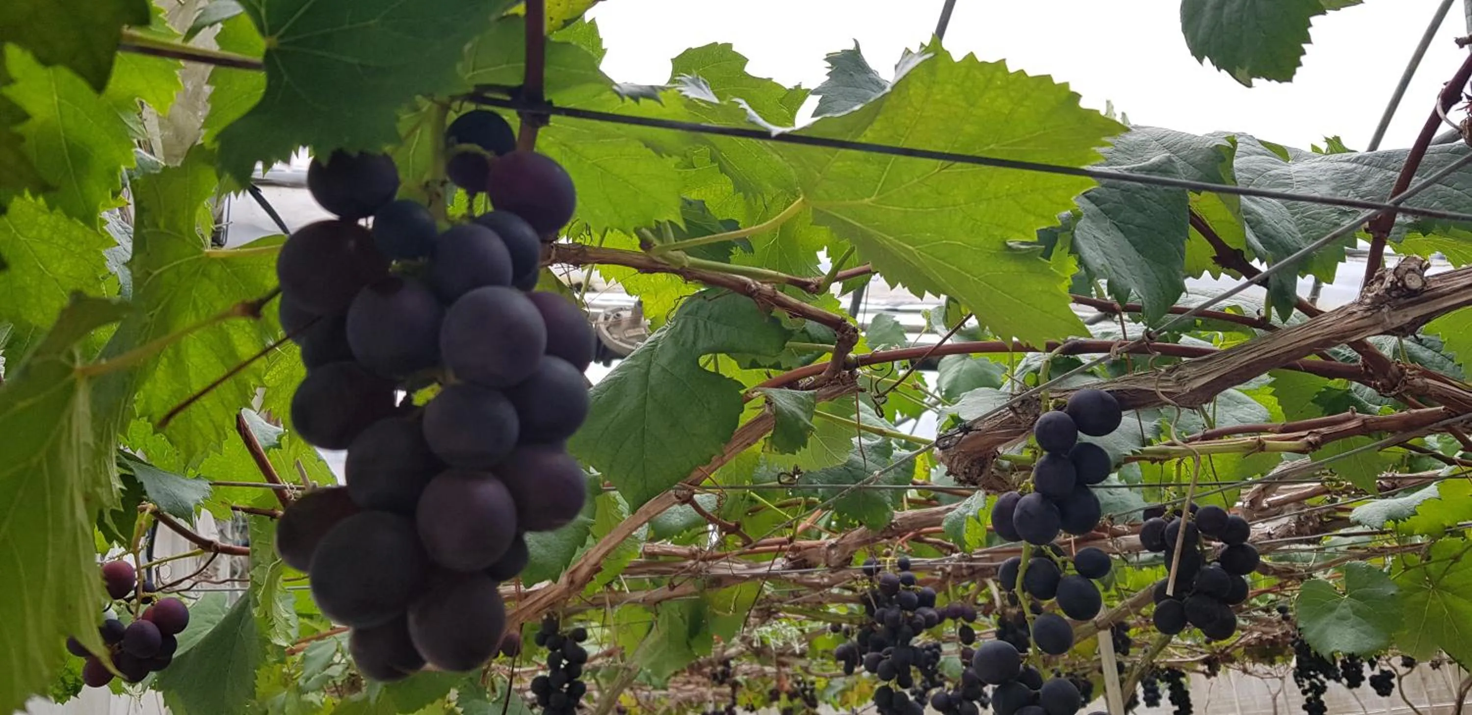 Nearby landmark in Peony Square Residences