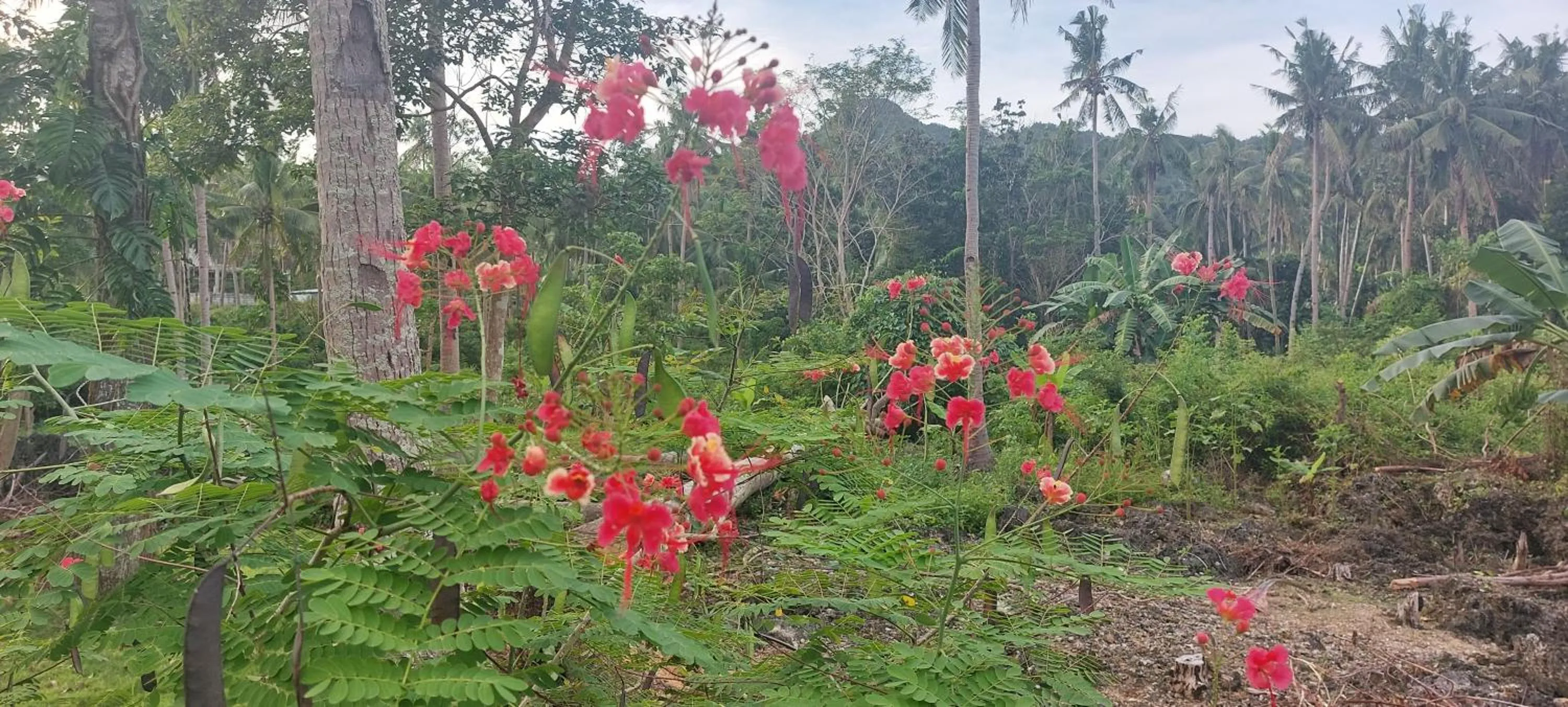 Andnindot garden resort