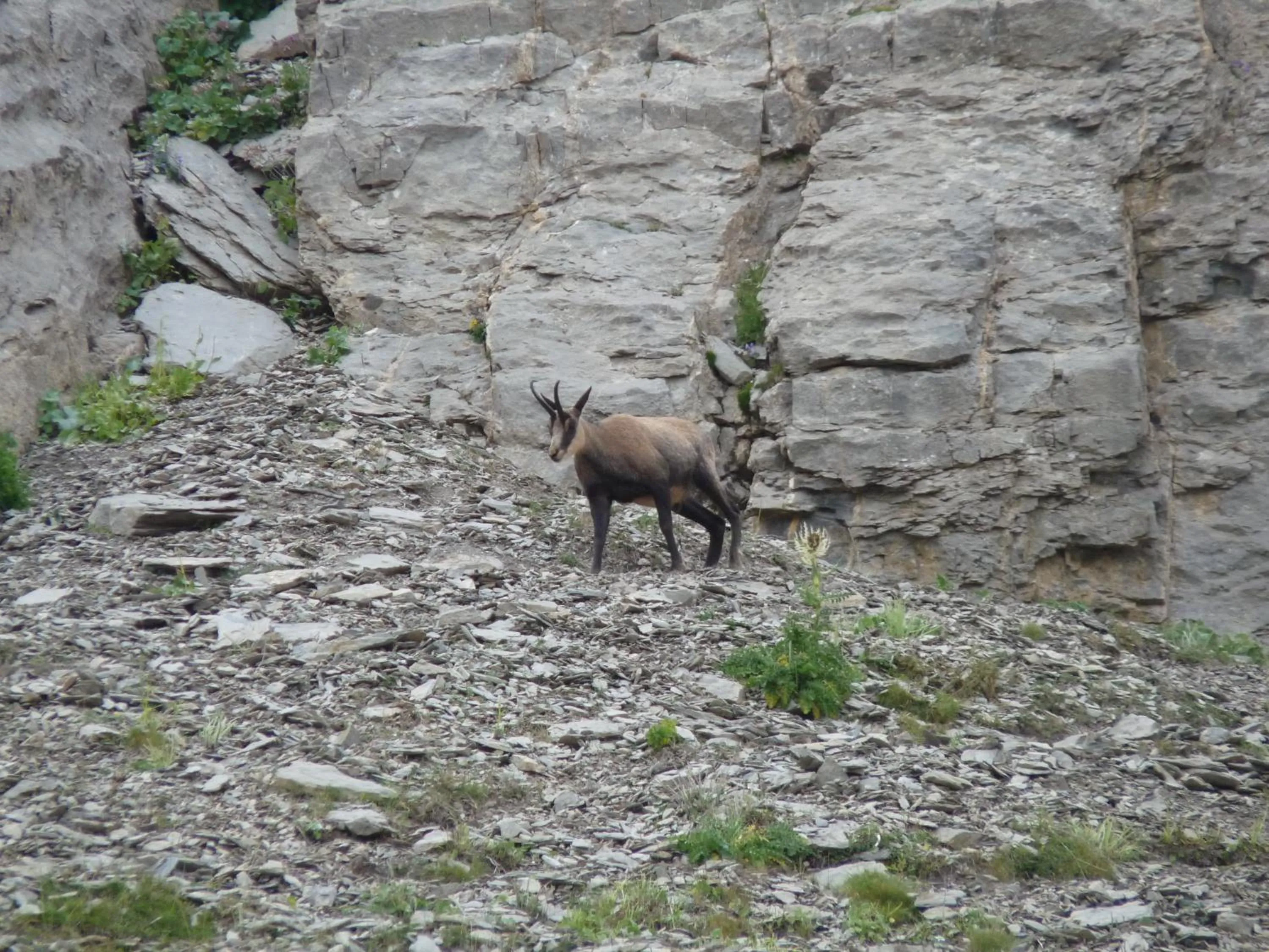 Les marmottes d Estenc