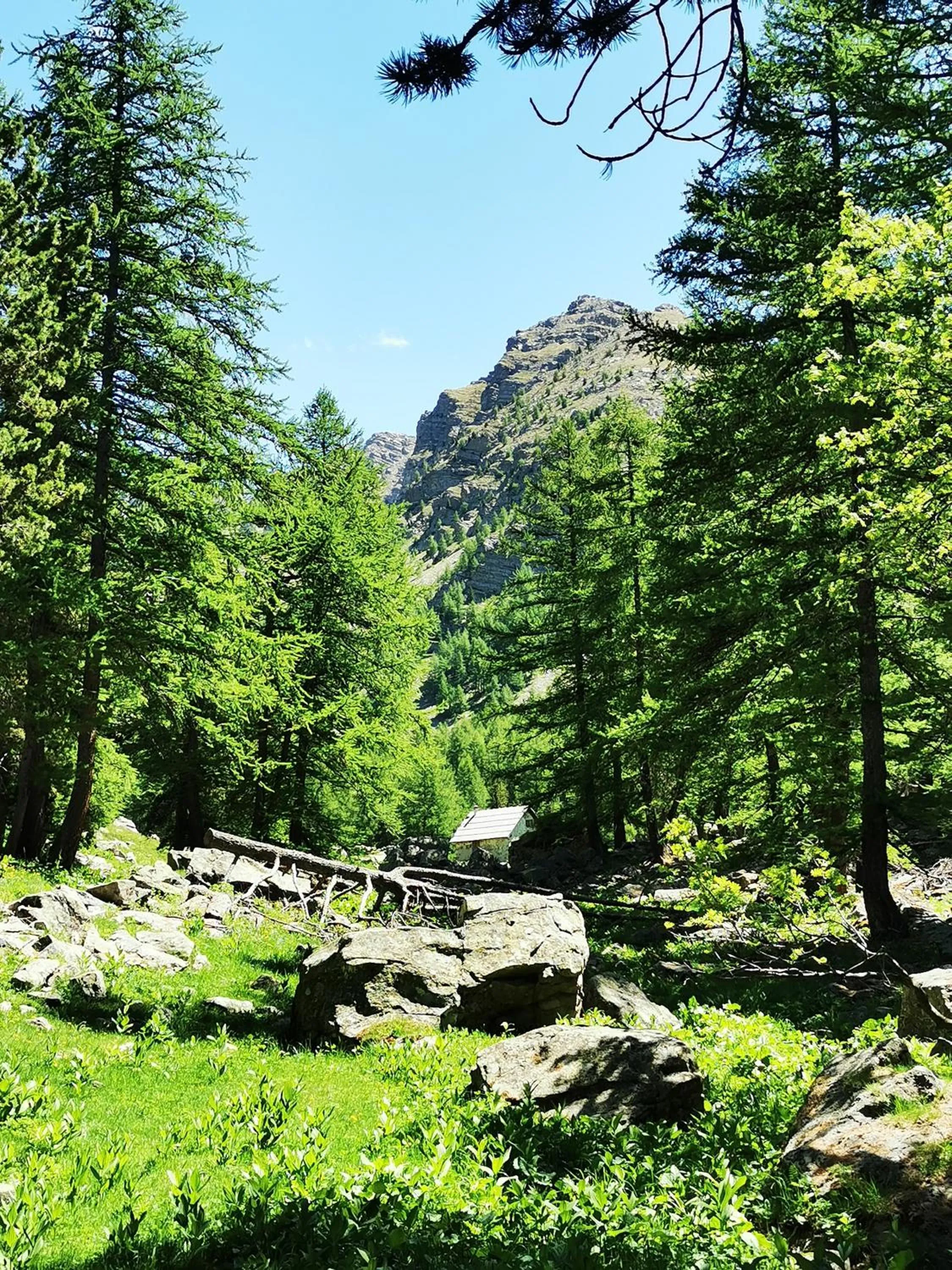 Les marmottes d Estenc