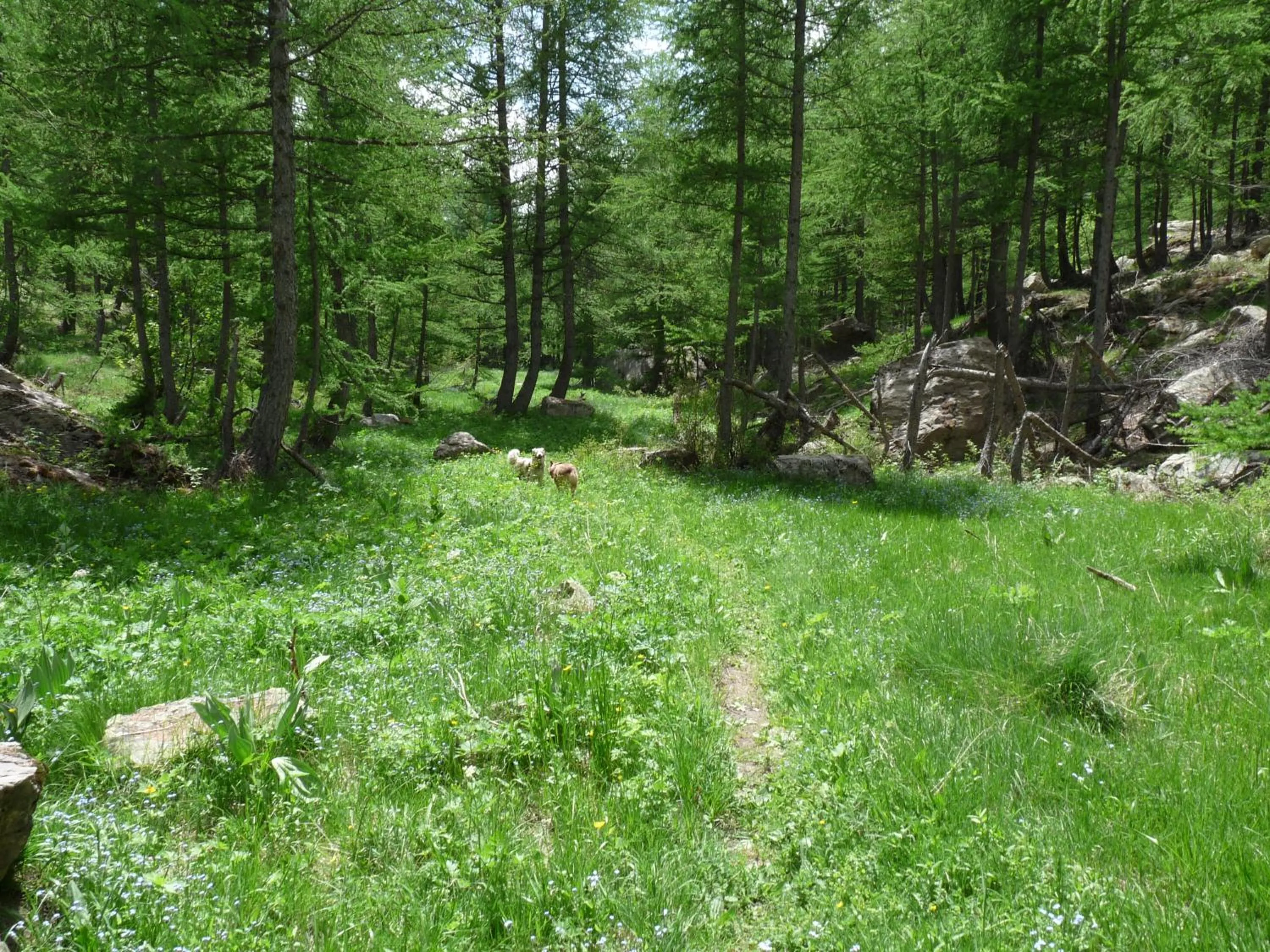 Les marmottes d Estenc