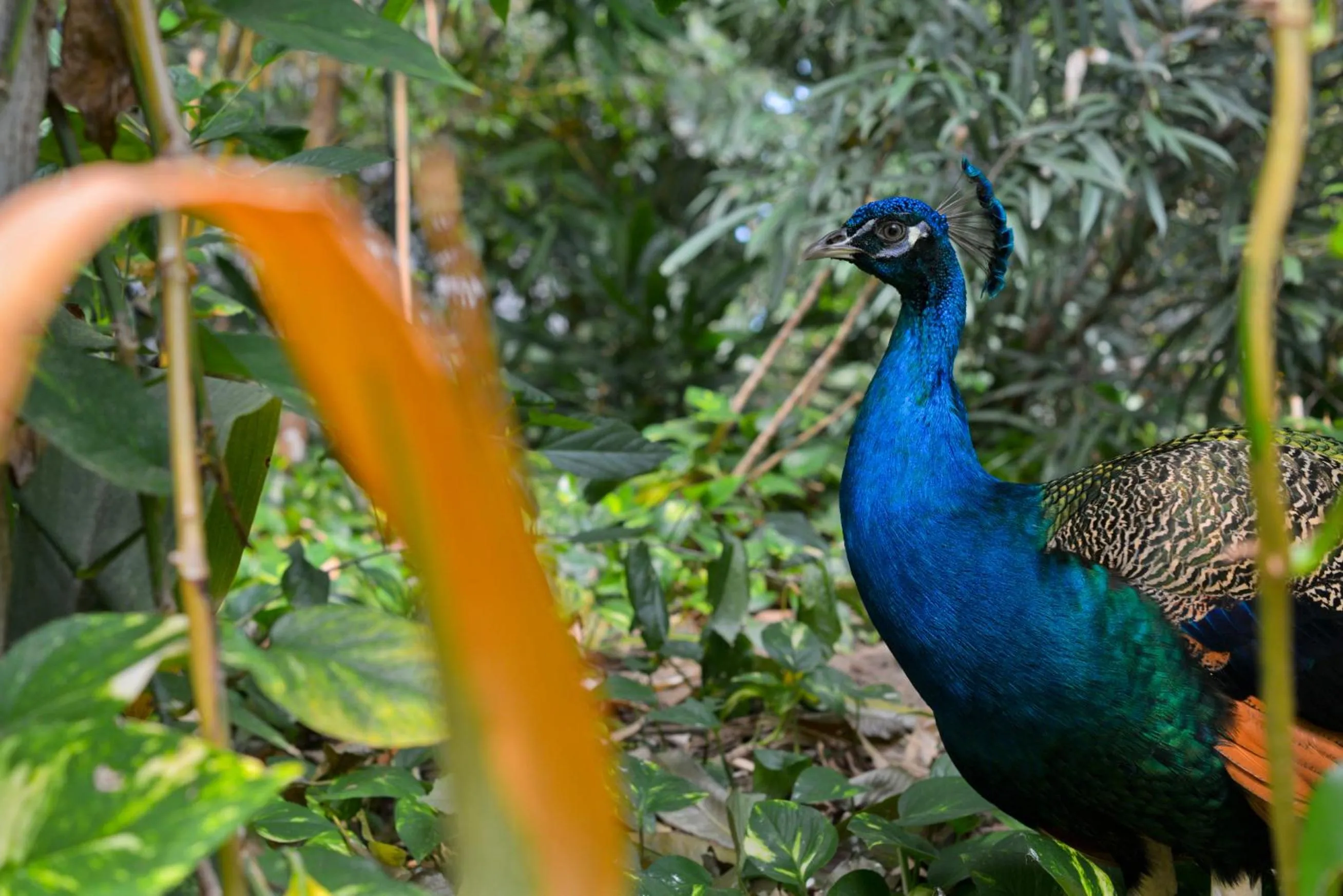 Area and facilities in Tropical Islands