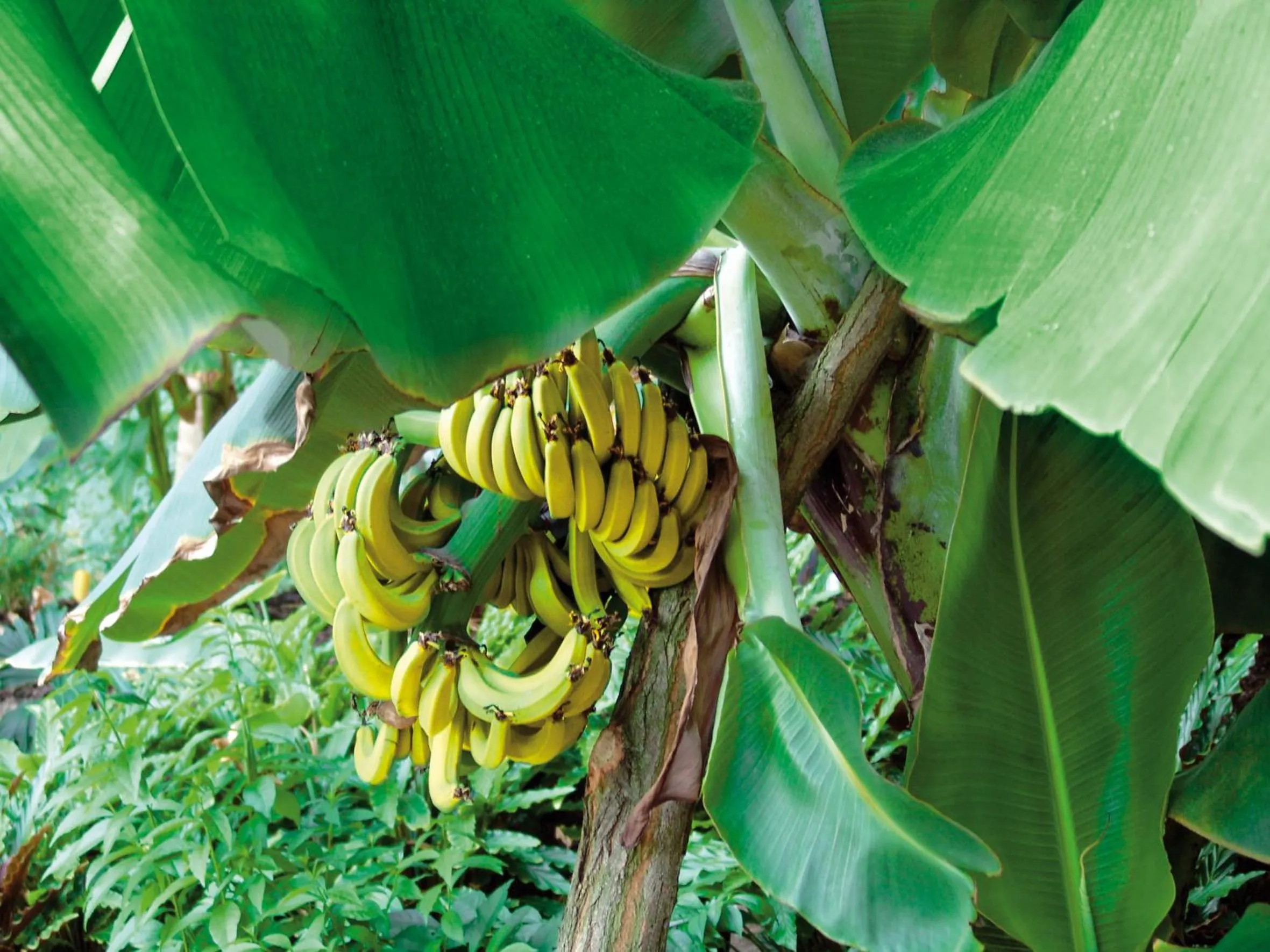 Area and facilities in Tropical Islands