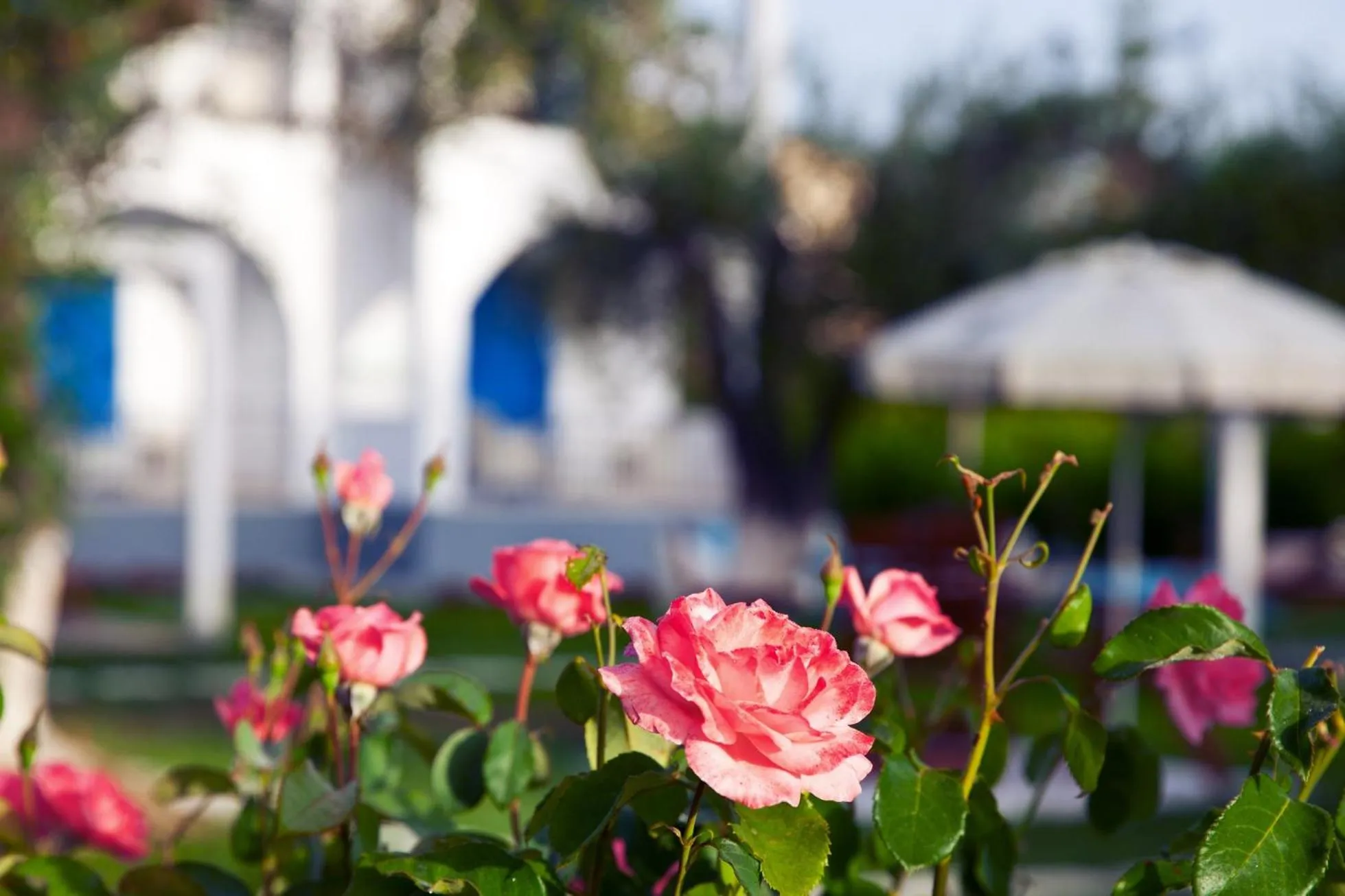 Garden view in Sun 'n Chill, Boutique Apartments & Beach Villa